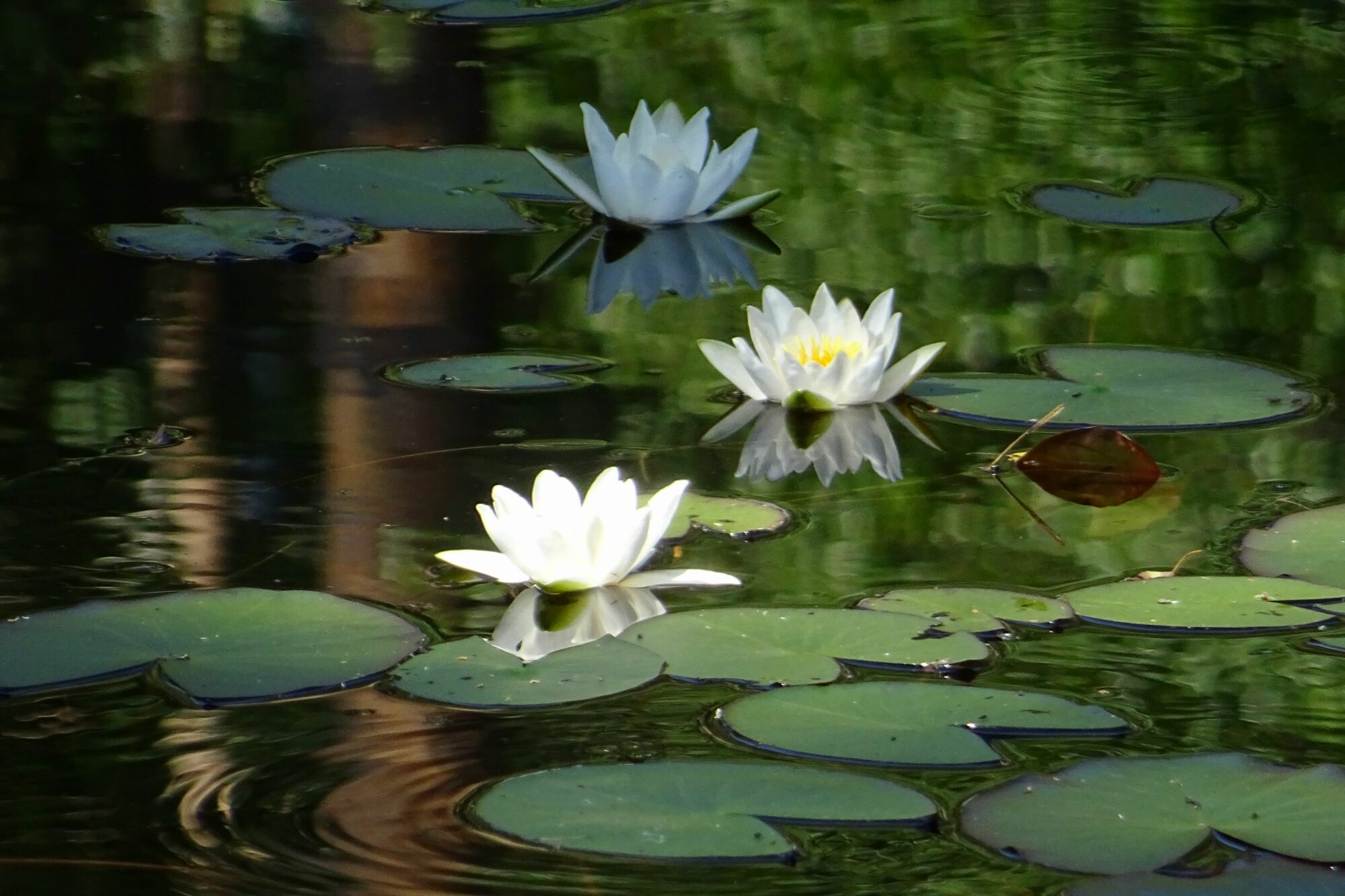 Valokuvaaja: Liisa Niiva-Korpela
