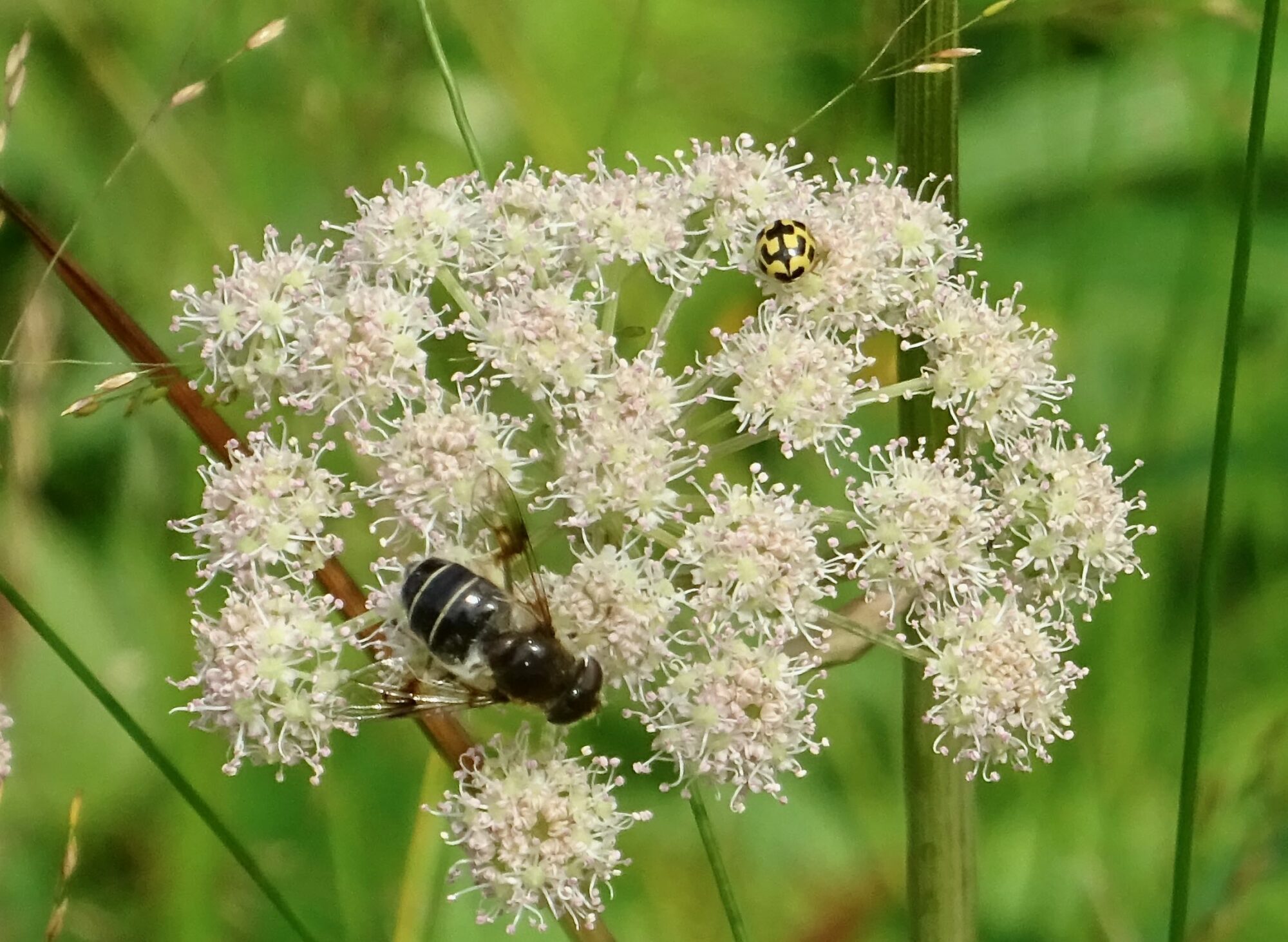 Valokuvaaja: Liisa Niiva-Korpela