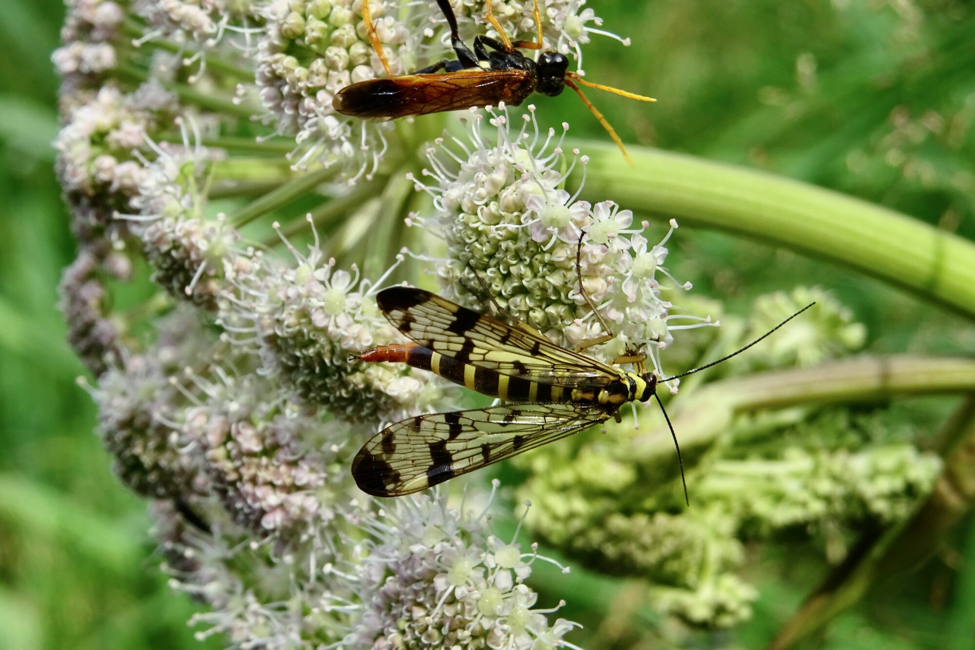 Valokuvaaja: Liisa Niiva-Korpela