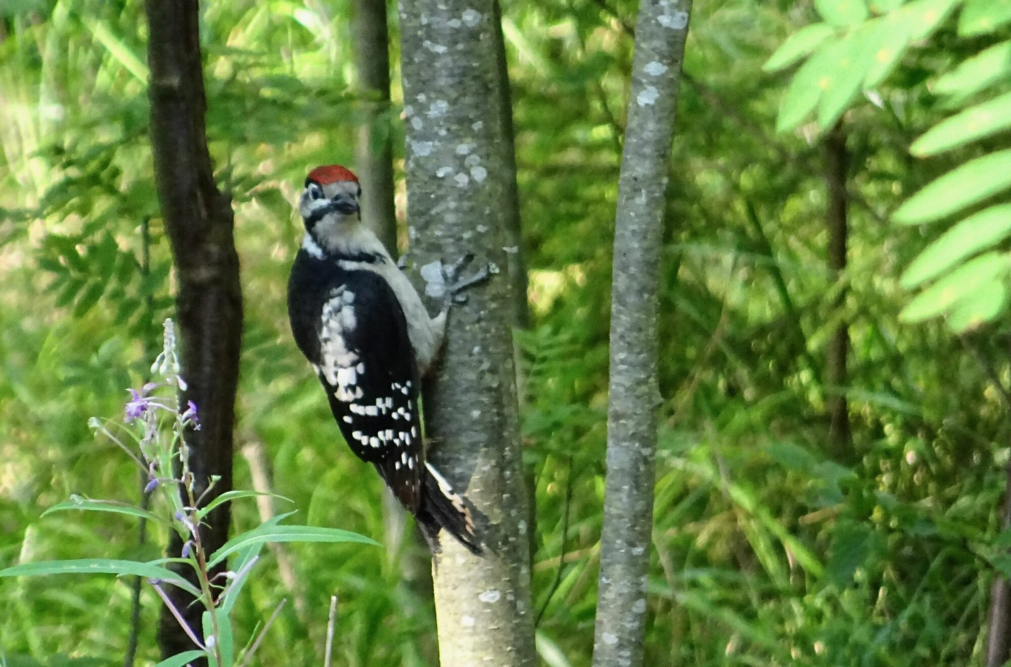 Valokuvaaja: Liisa Niiva-Korpela