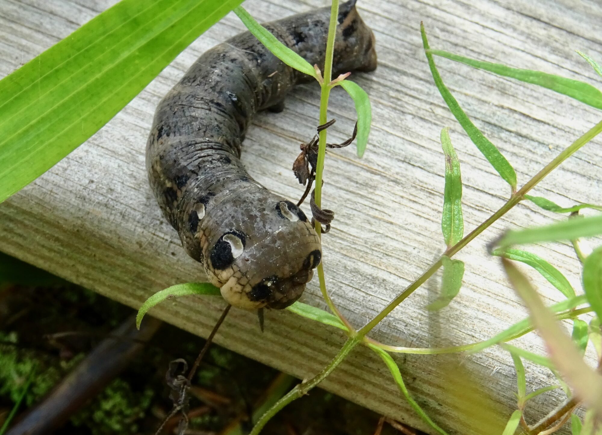 Valokuvaaja: Liisa Niiva-Korpela