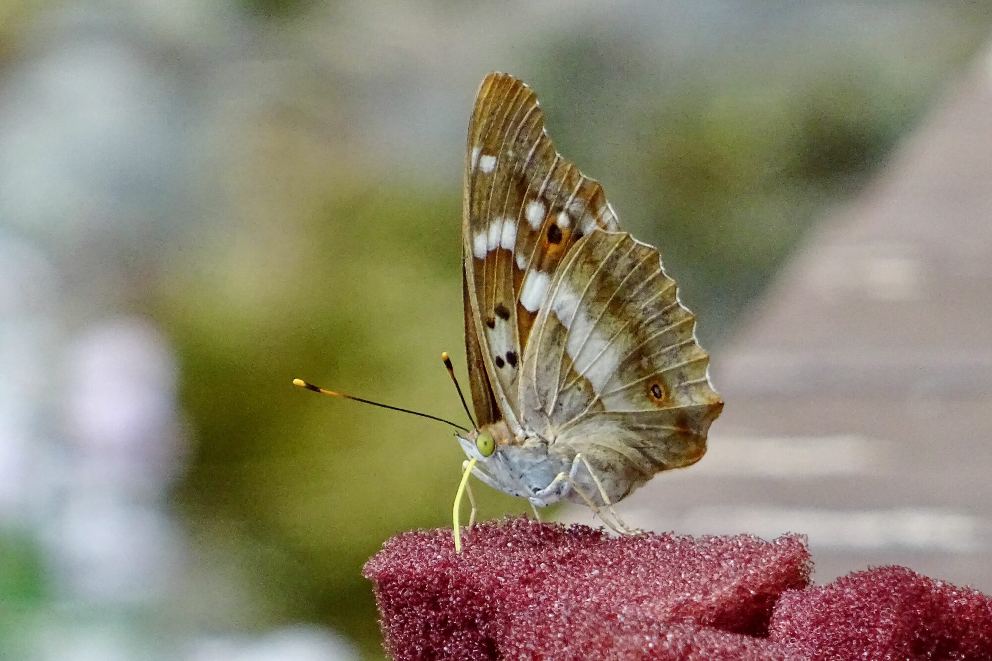 Valokuvaaja: Liisa Niiva-Korpela
