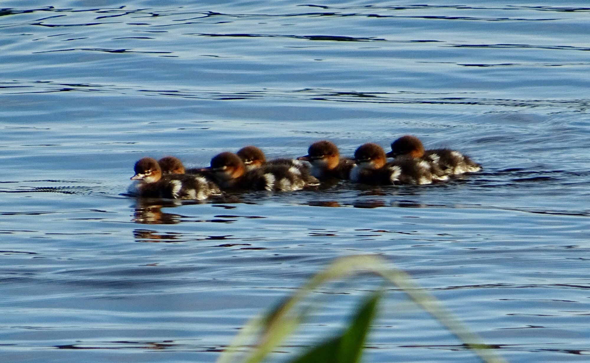 Valokuvaaja: Liisa Niiva-Korpela
