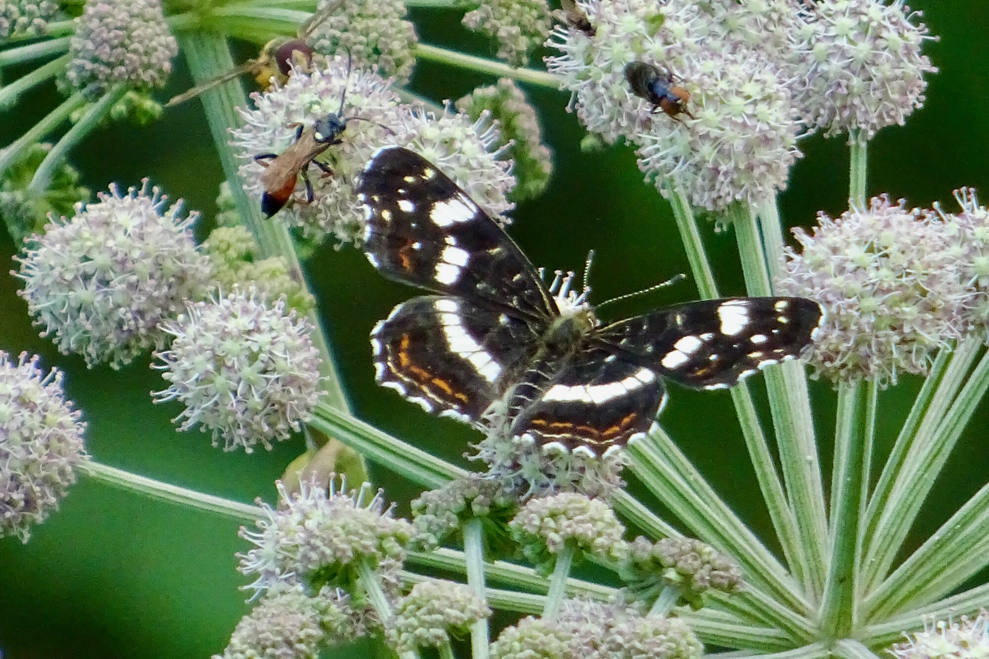 Valokuvaaja: Liisa Niiva-Korpela