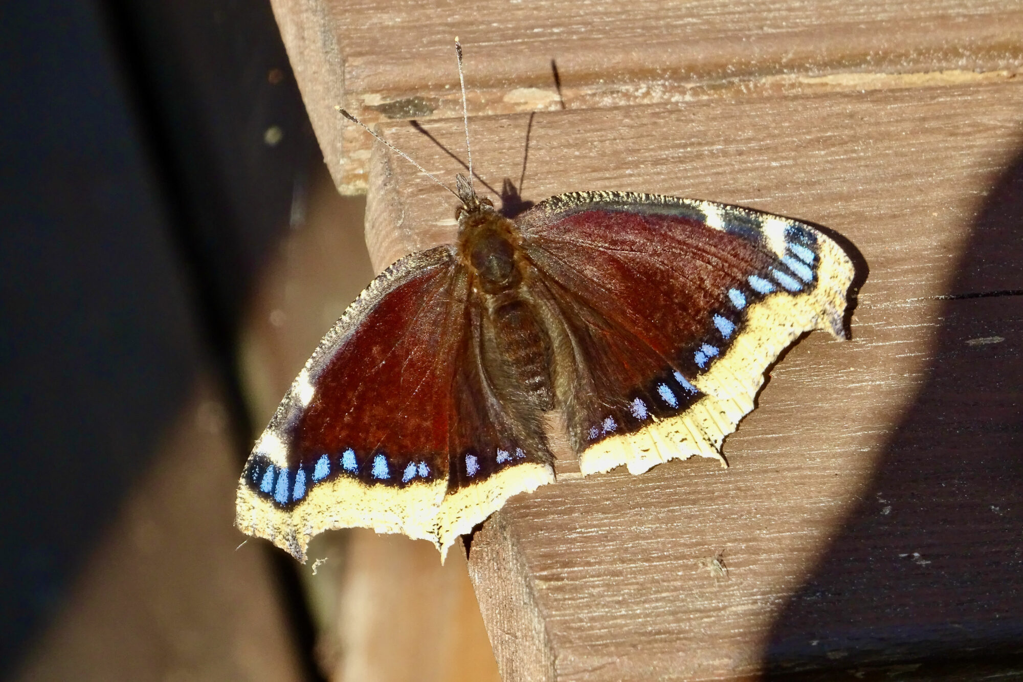 Valokuvaaja: Liisa Niiva-Korpela