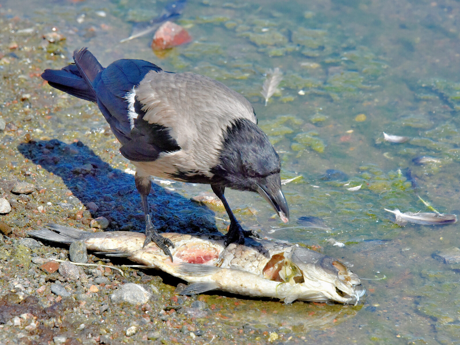 Valokuvaaja: Reijo Juurinen