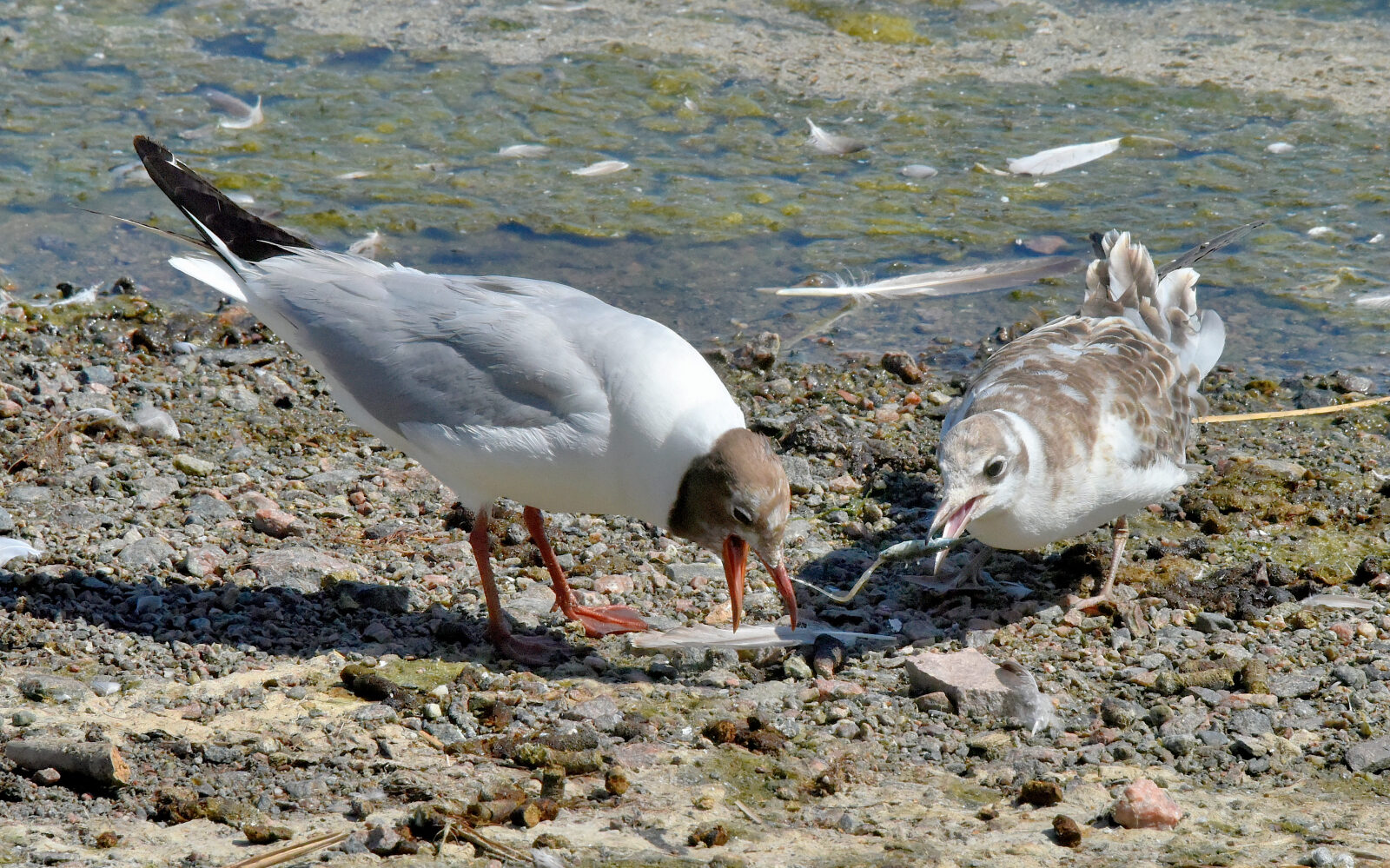 Valokuvaaja: Reijo Juurinen