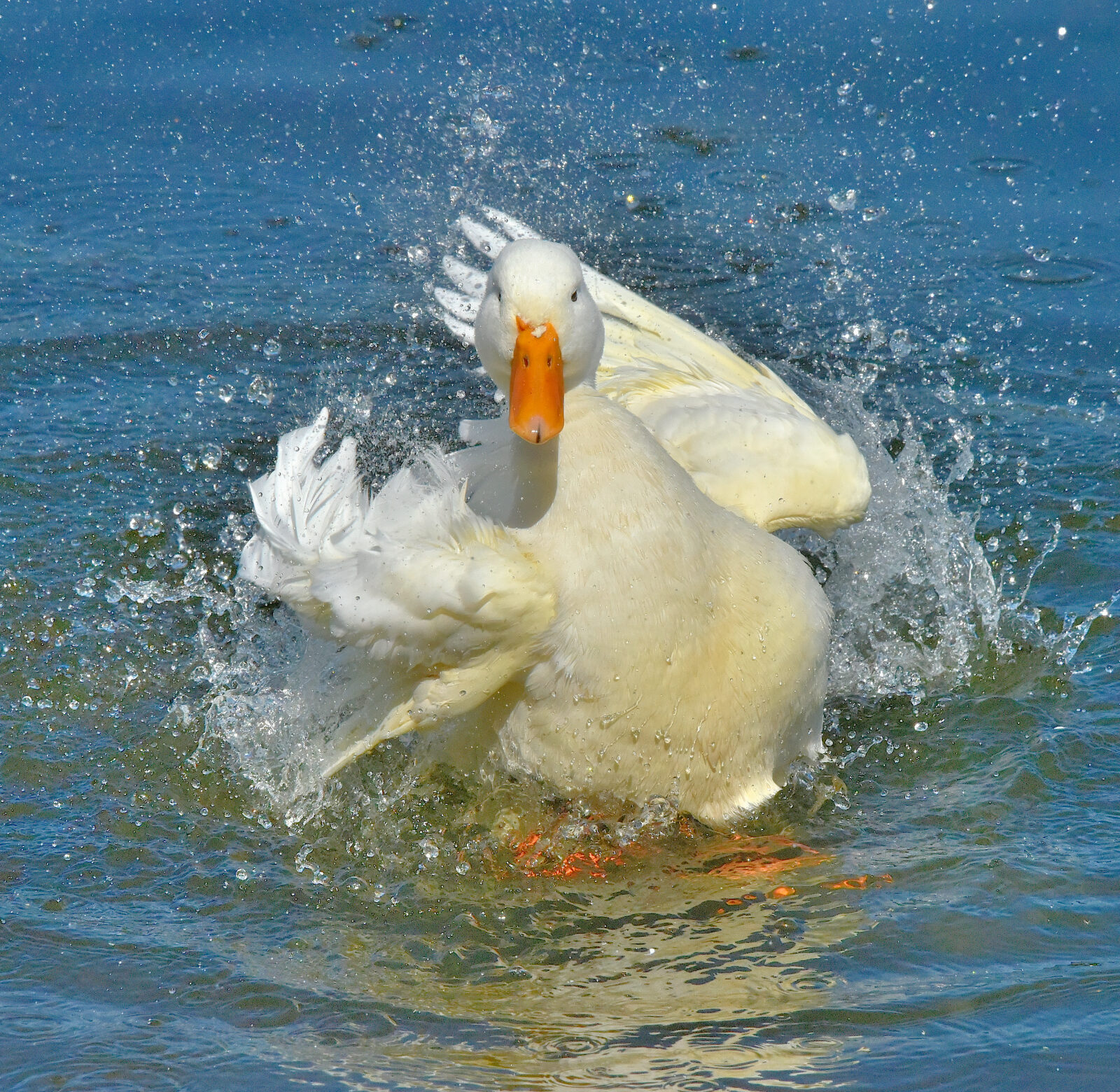 Valokuvaaja: Reijo Juurinen