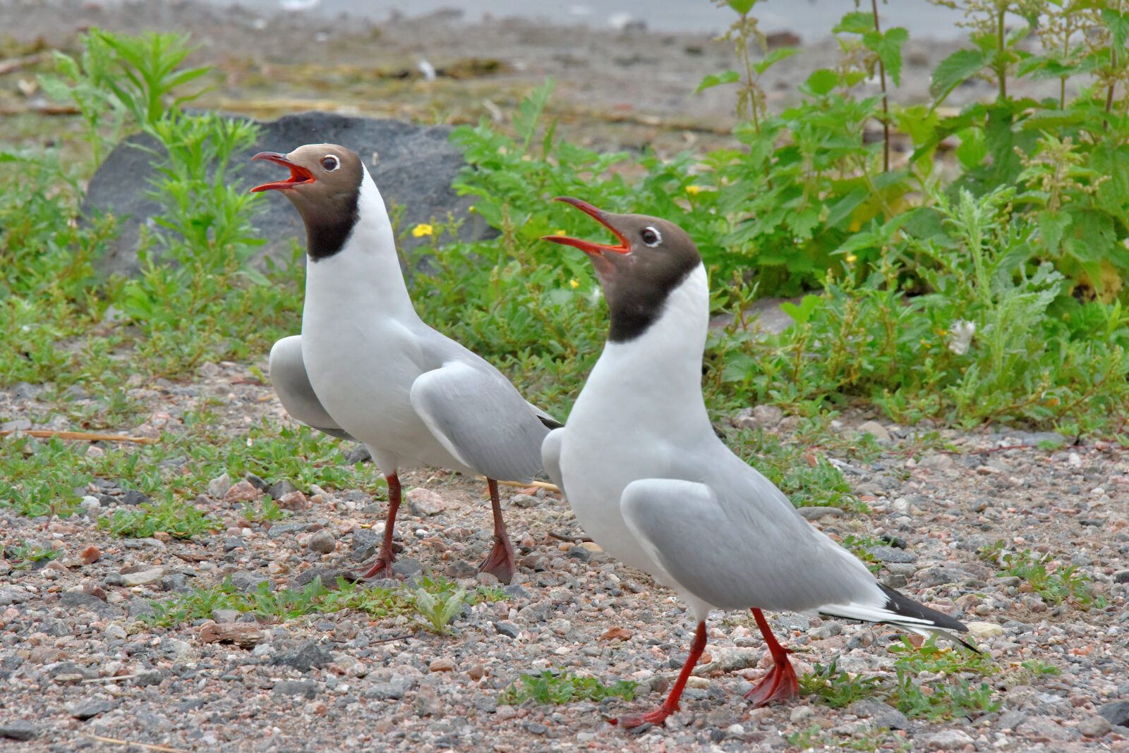 Valokuvaaja: Reijo Juurinen