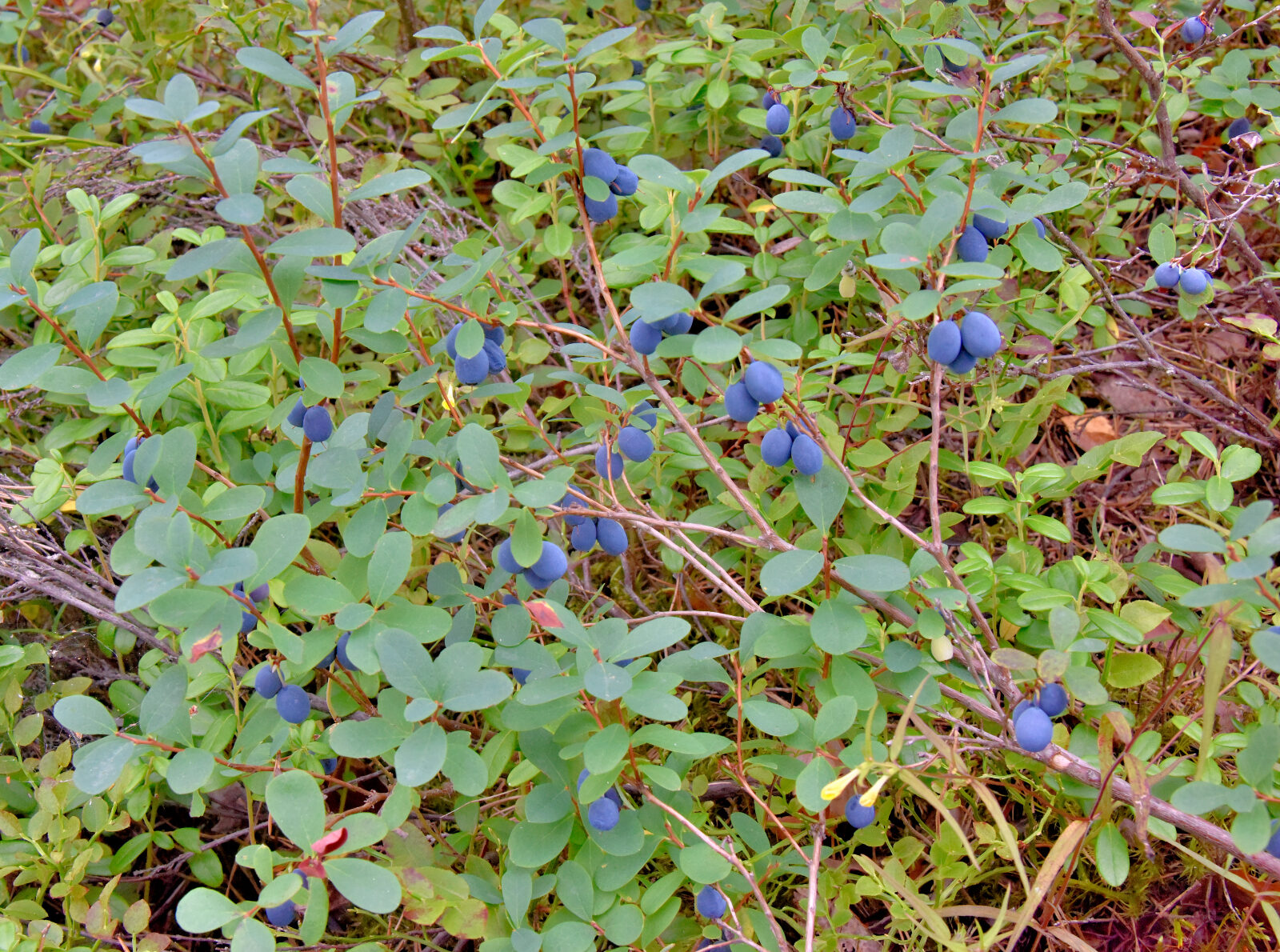 Valokuvaaja: Reijo Juurinen