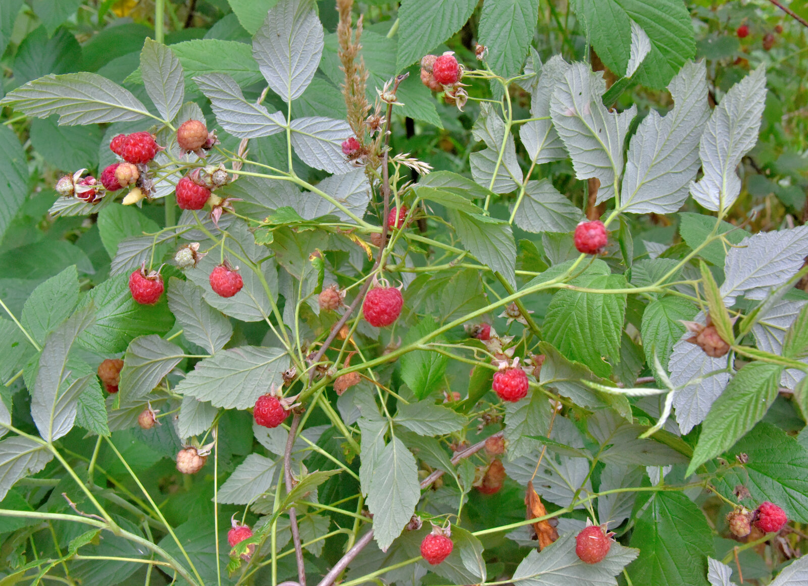 Valokuvaaja: Reijo Juurinen