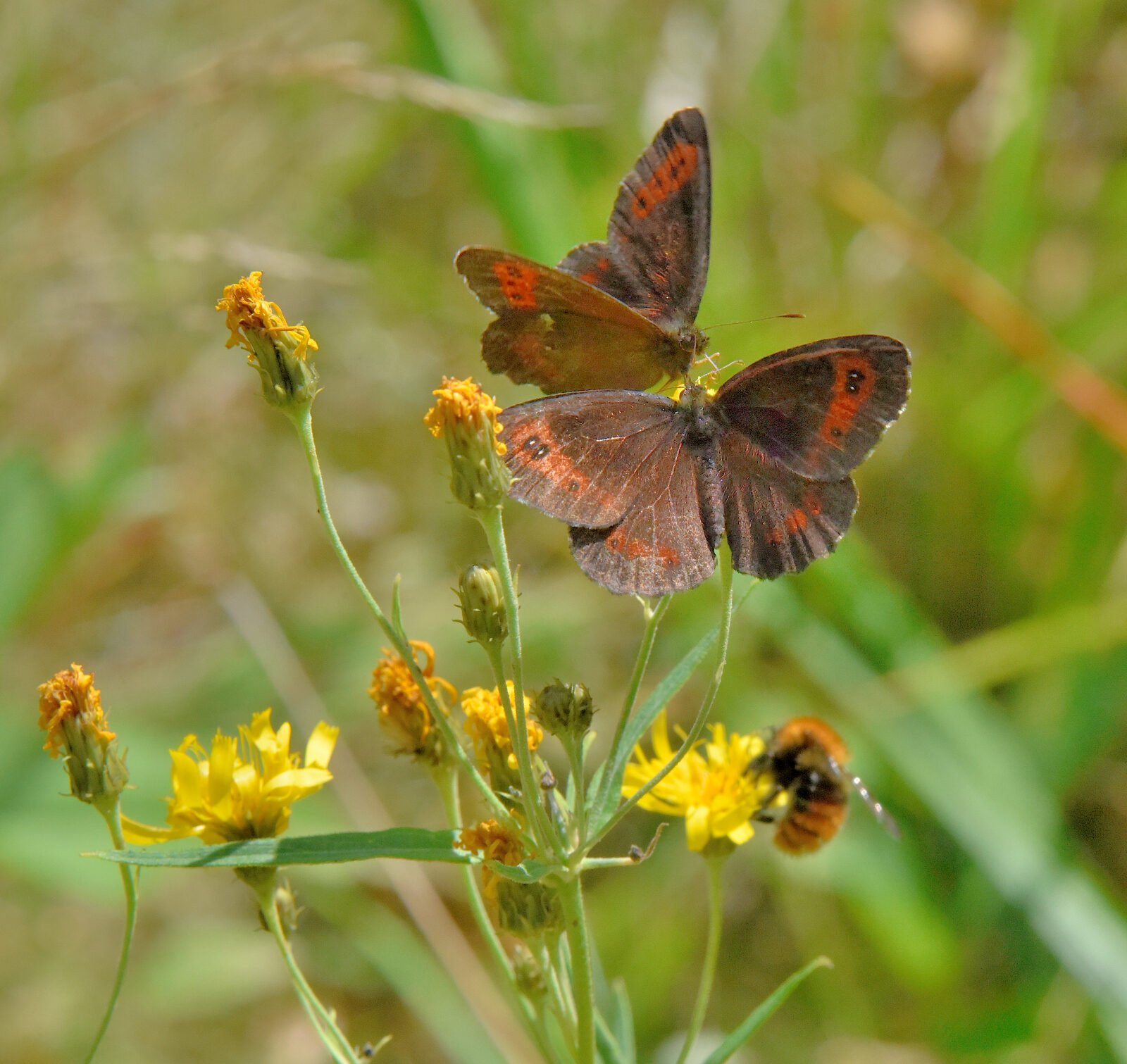 Valokuvaaja: Reijo Juurinen