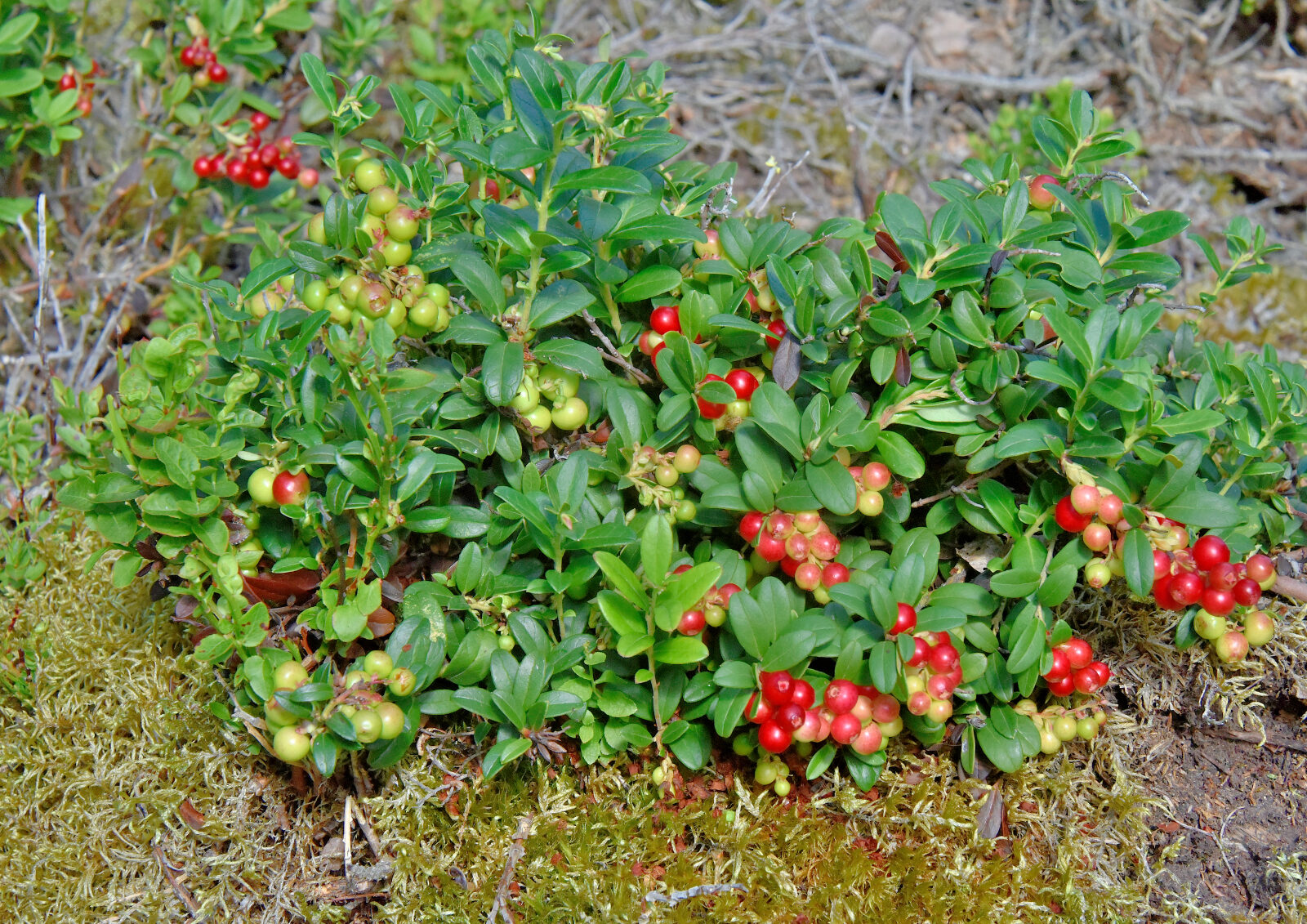 Valokuvaaja: Reijo Juurinen