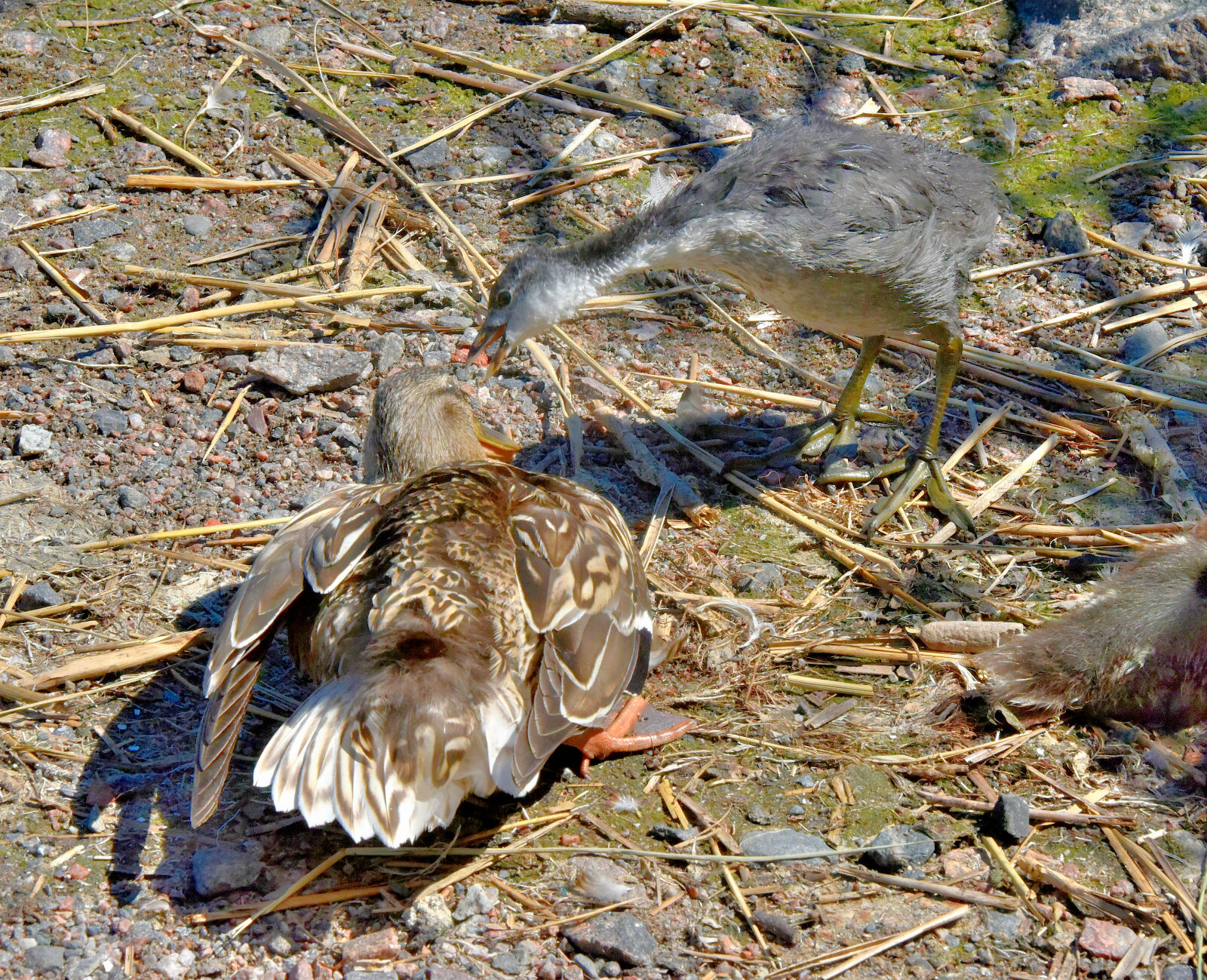 Valokuvaaja: Reijo Juurinen