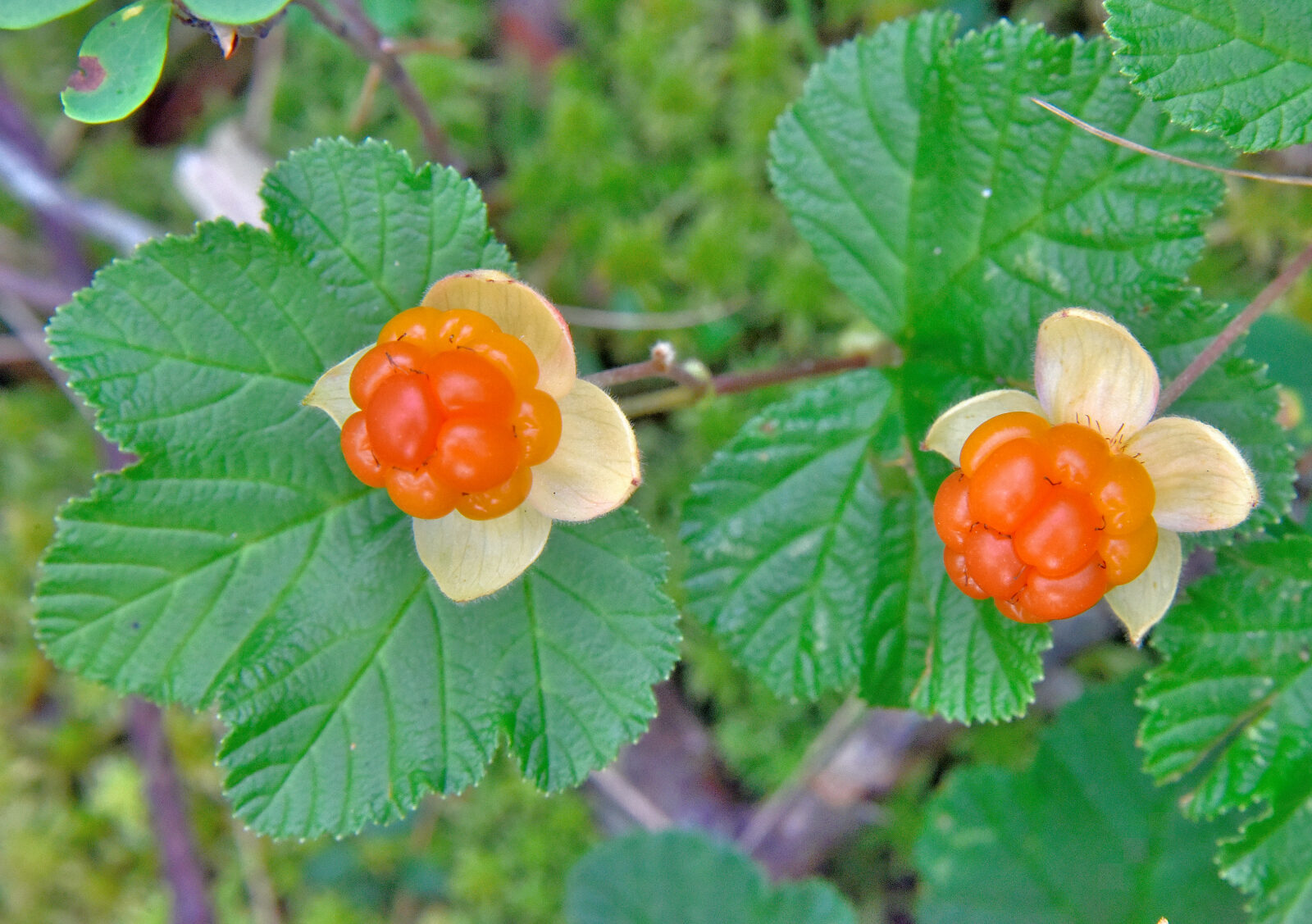 Valokuvaaja: Reijo Juurinen