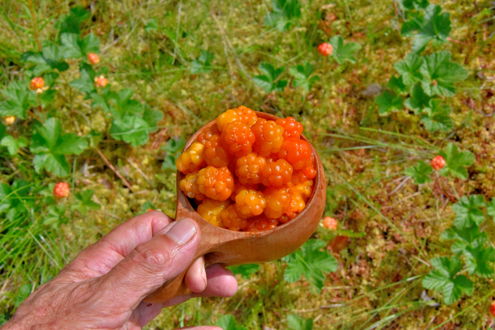 Valokuvaaja: Reijo Juurinen Valokuvaaja: Reijo Juurinen