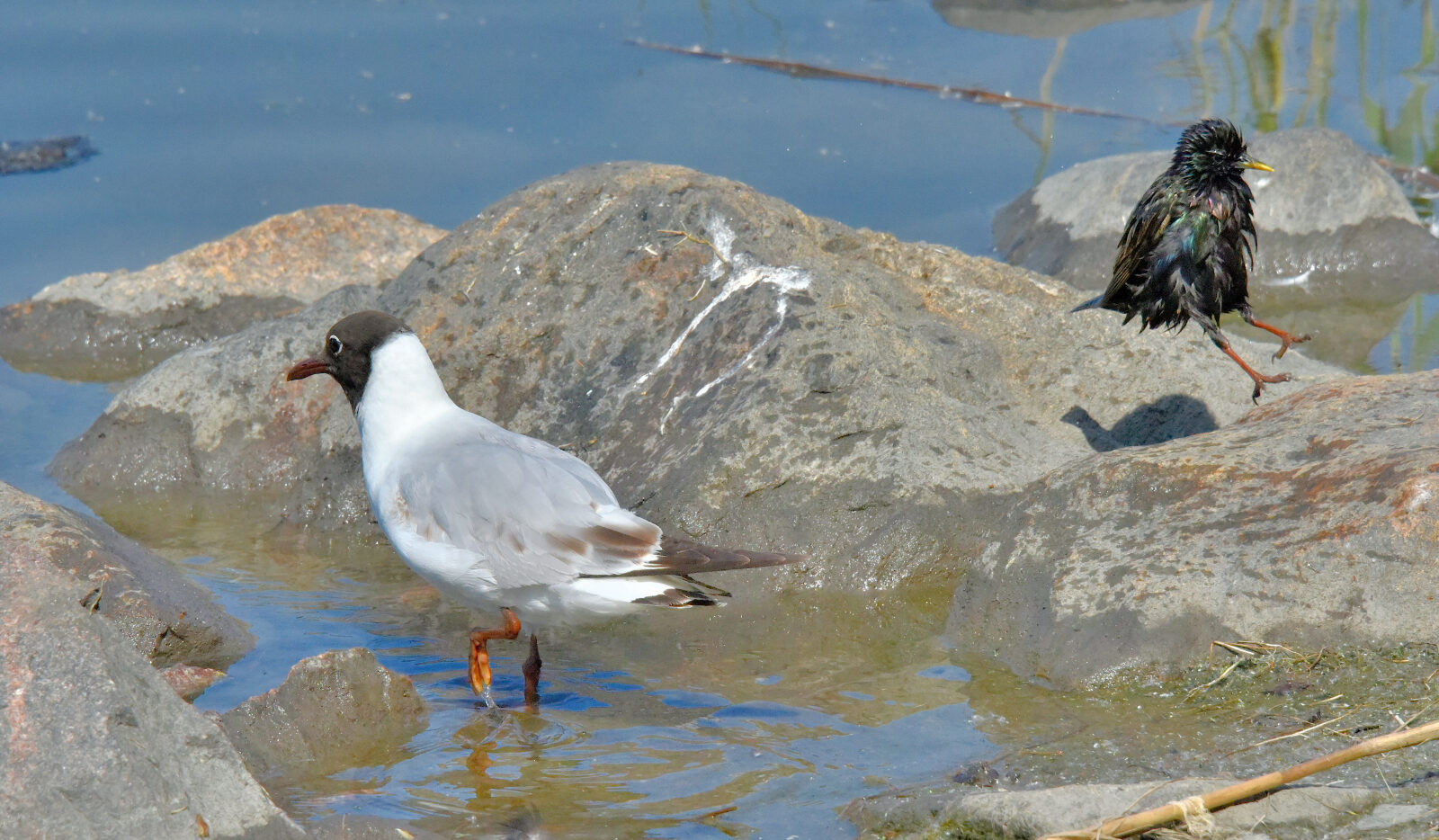 Valokuvaaja: Reijo Juurinen Valokuvaaja: Reijo Juurinen