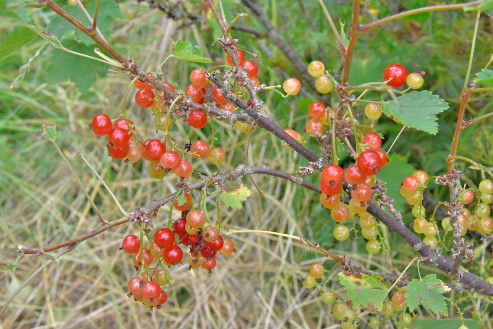 Valokuvaaja: Reijo Juurinen