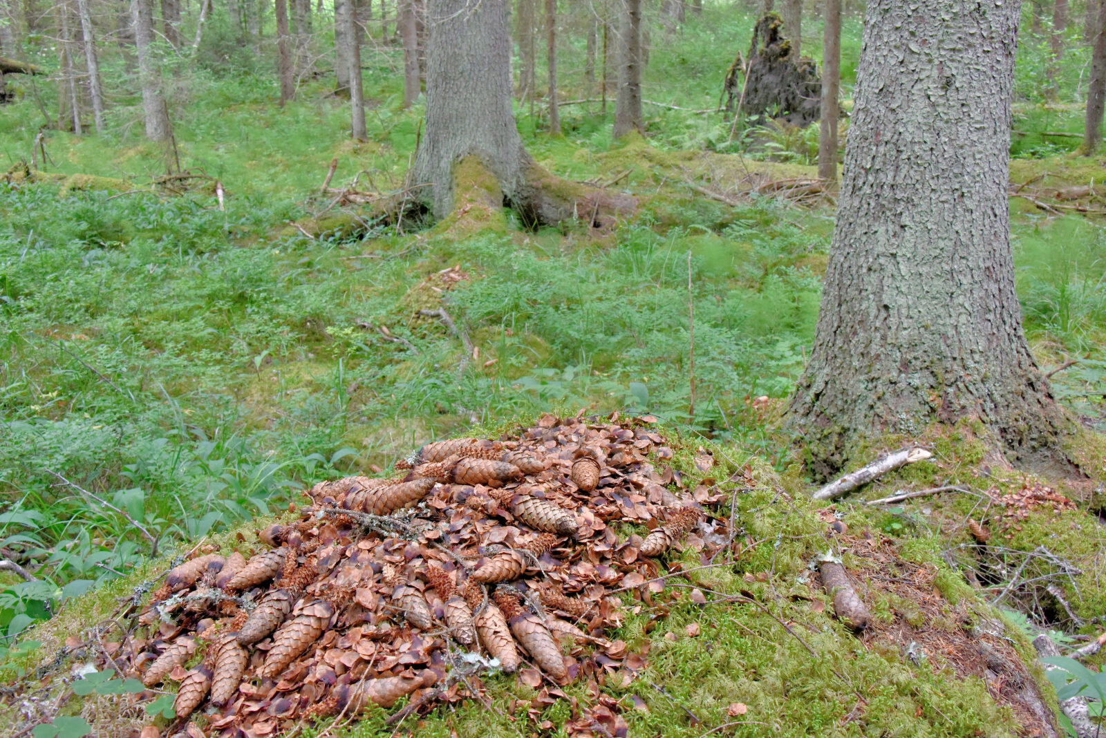 Valokuvaaja: Reijo Juurinen