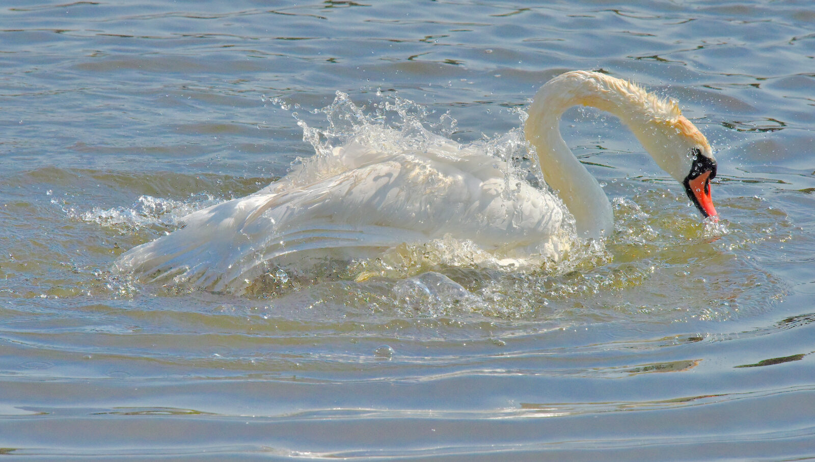 Valokuvaaja: Reijo Juurinen
