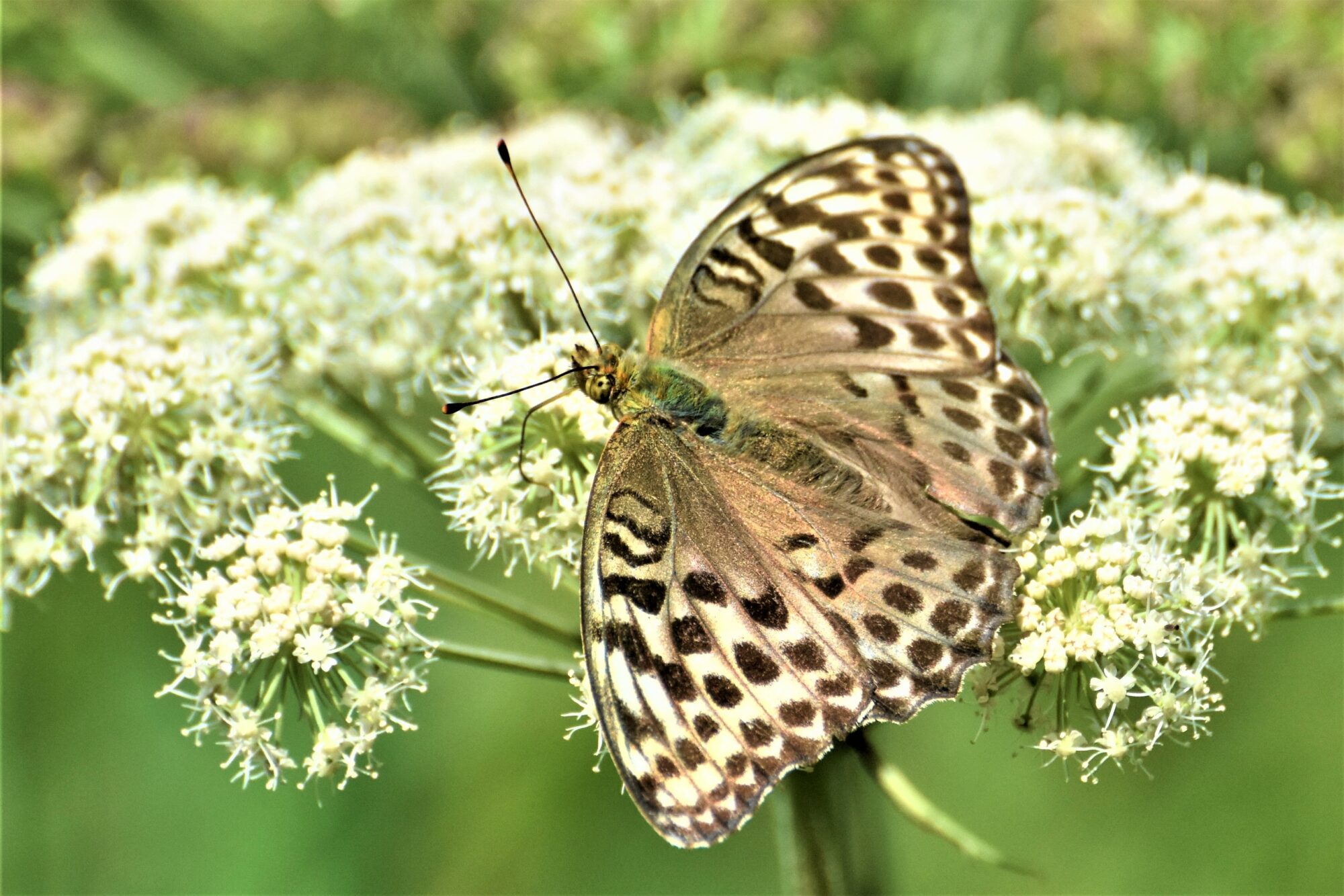 Valokuvaaja: Leena Silvola Valokuvaaja: Leena Silvola