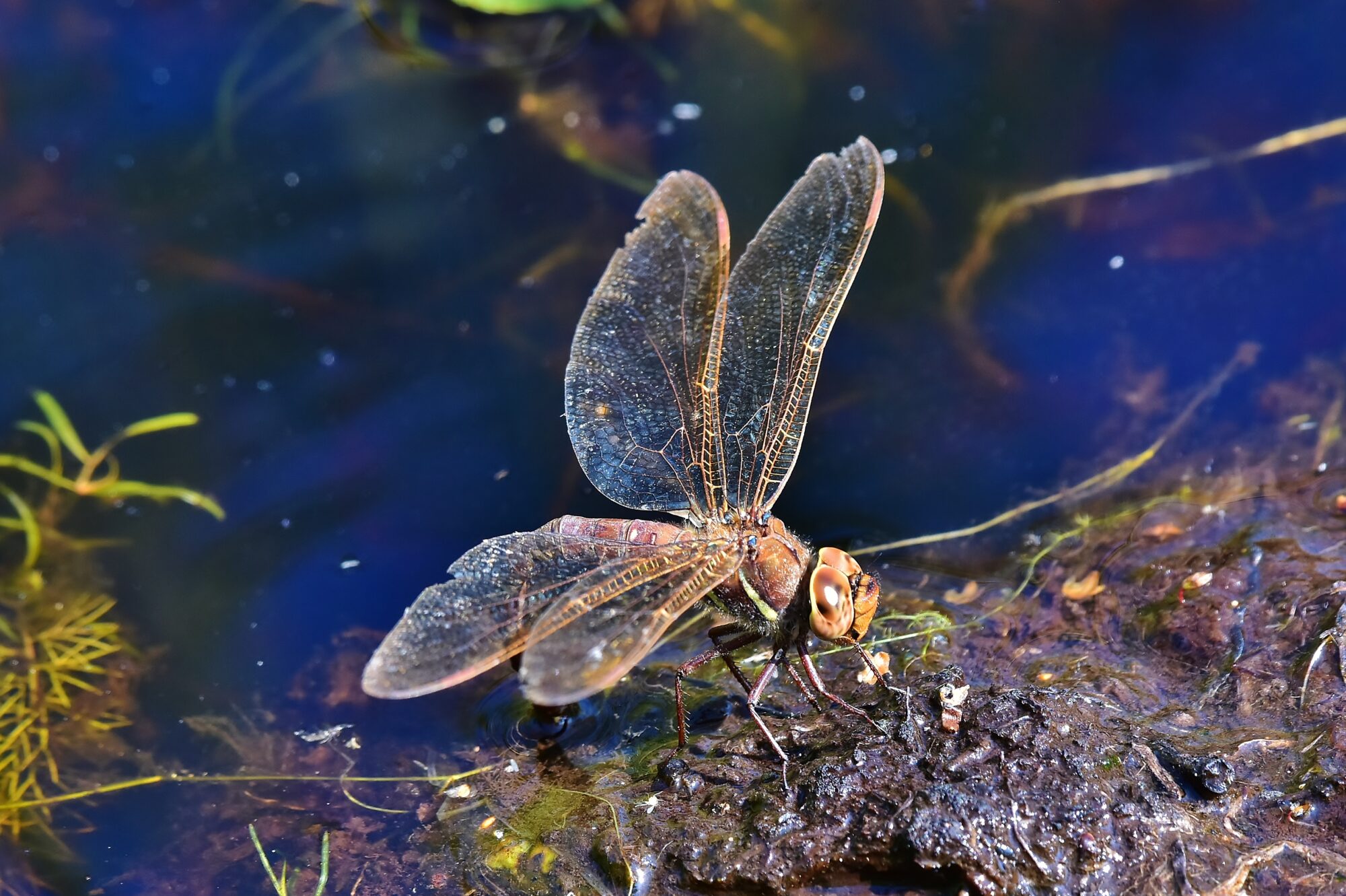 Valokuvaaja: Markku Pelkonen