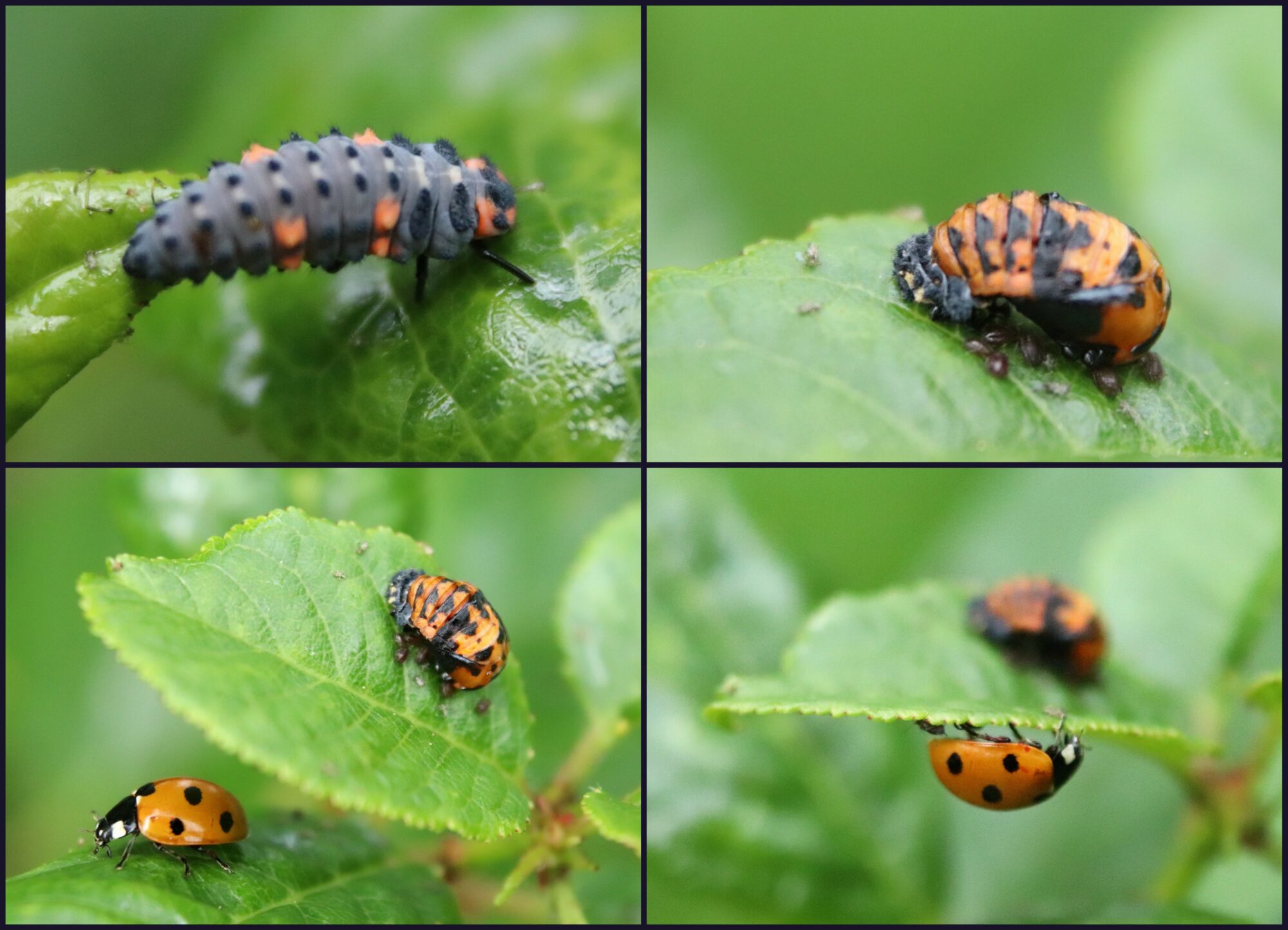 Valokuvaaja: Irja Lehtinen