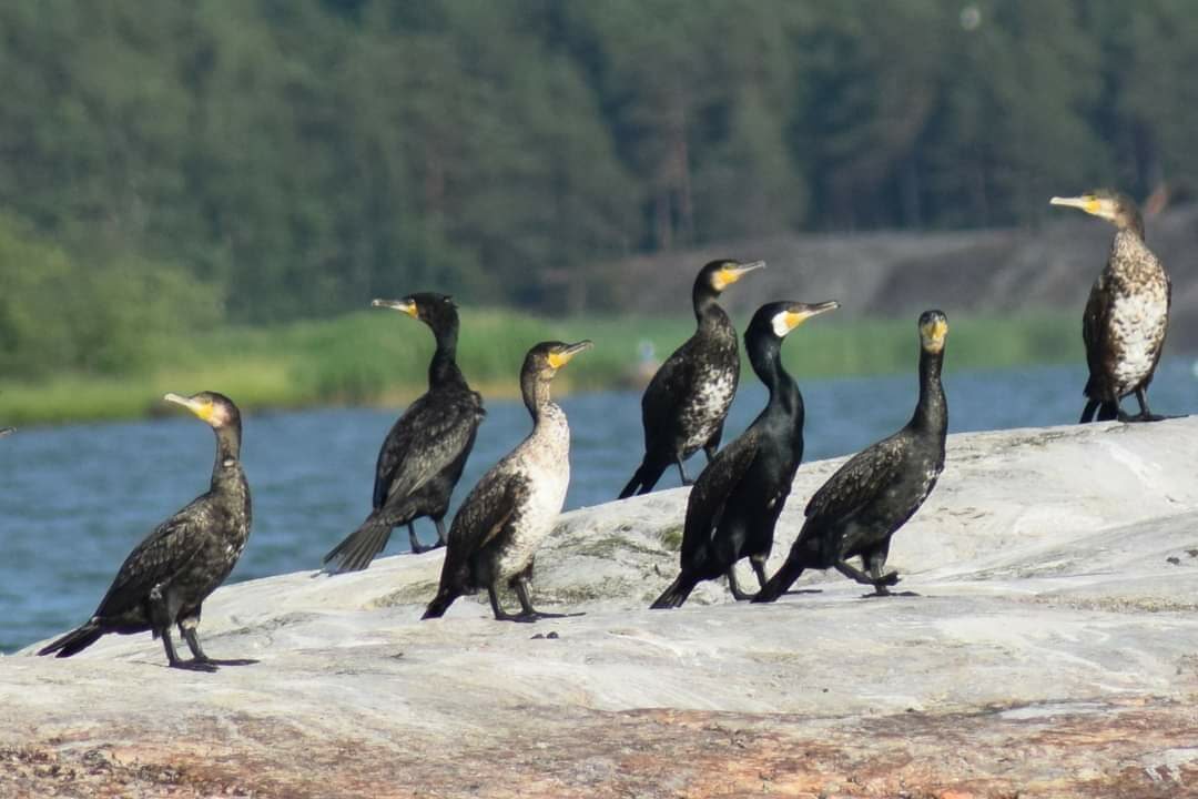 Valokuvaaja: Sonja Nokkala