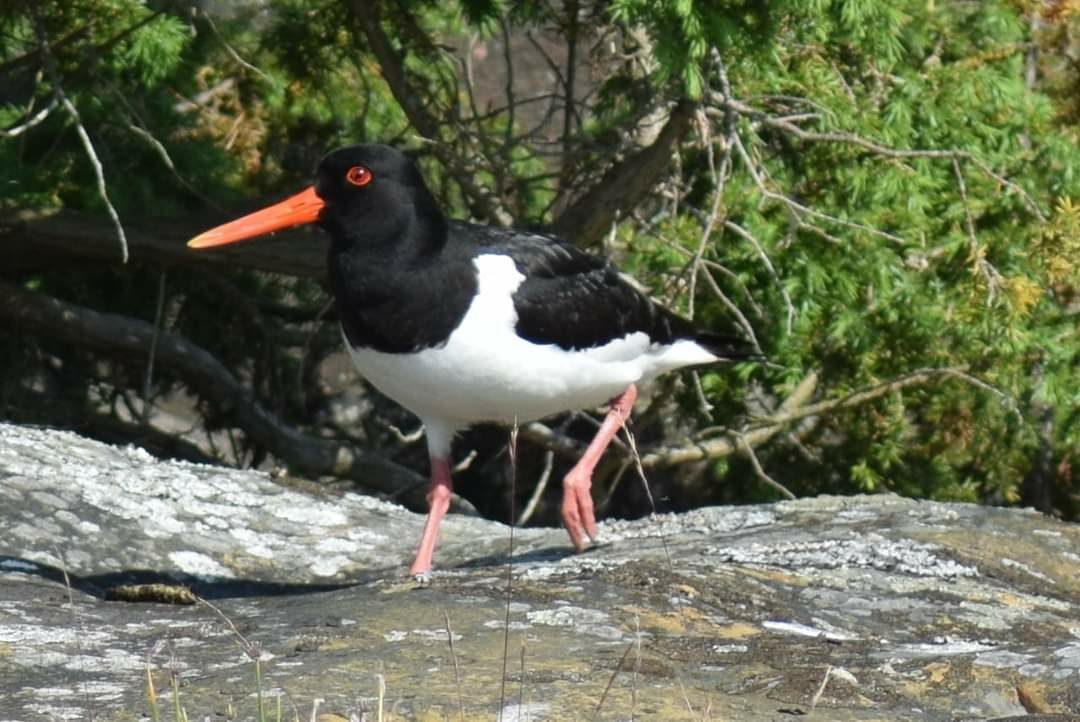 Valokuvaaja: Sonja Nokkala