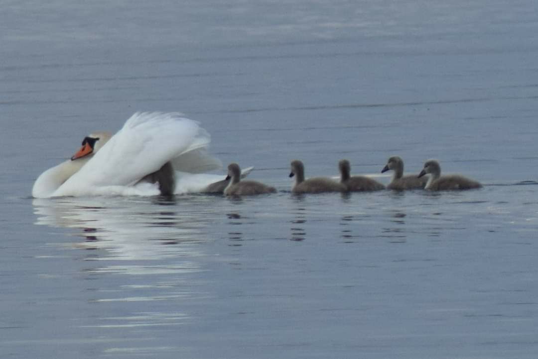 Valokuvaaja: Sonja Nokkala