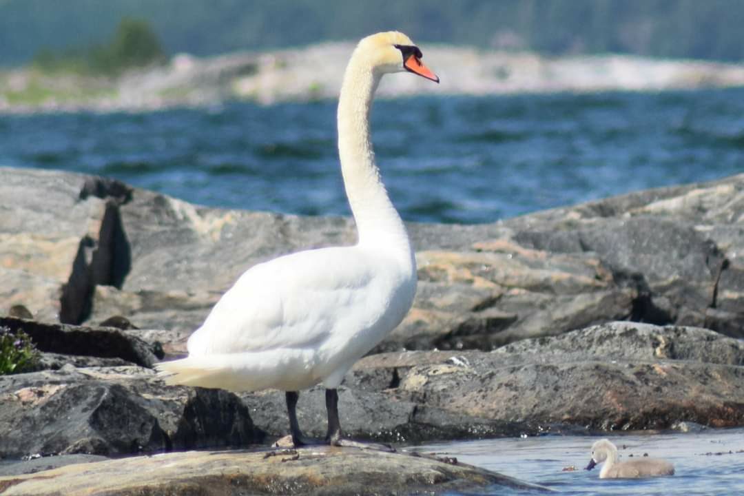 Valokuvaaja: Sonja Nokkala