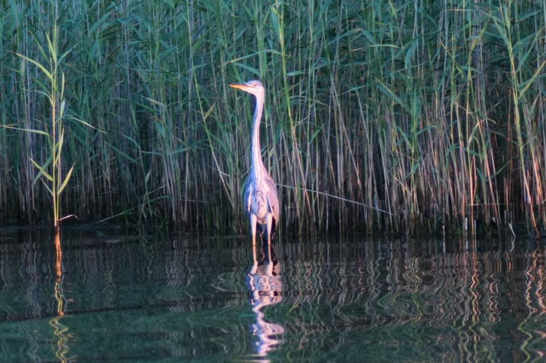 Valokuvaaja: Sonja Nokkala
