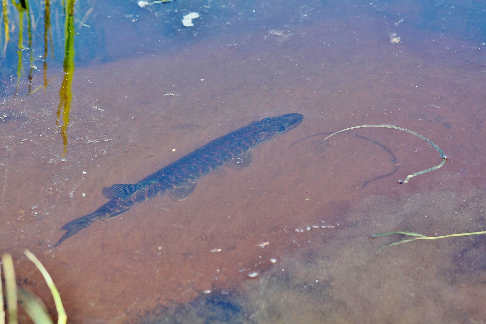 Valokuvaaja: Pirkko Siukonen