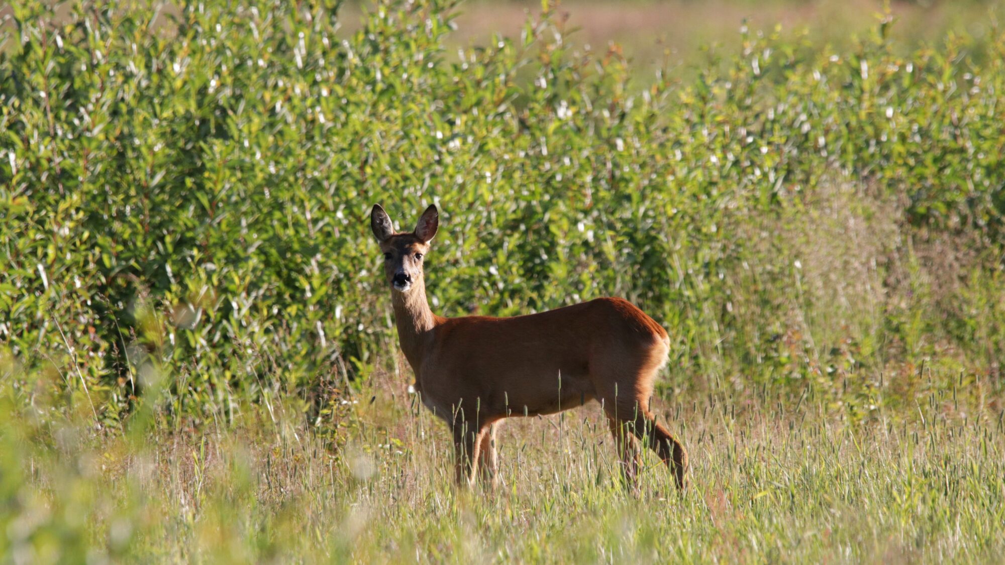 Valokuvaaja: Tommi Kujala