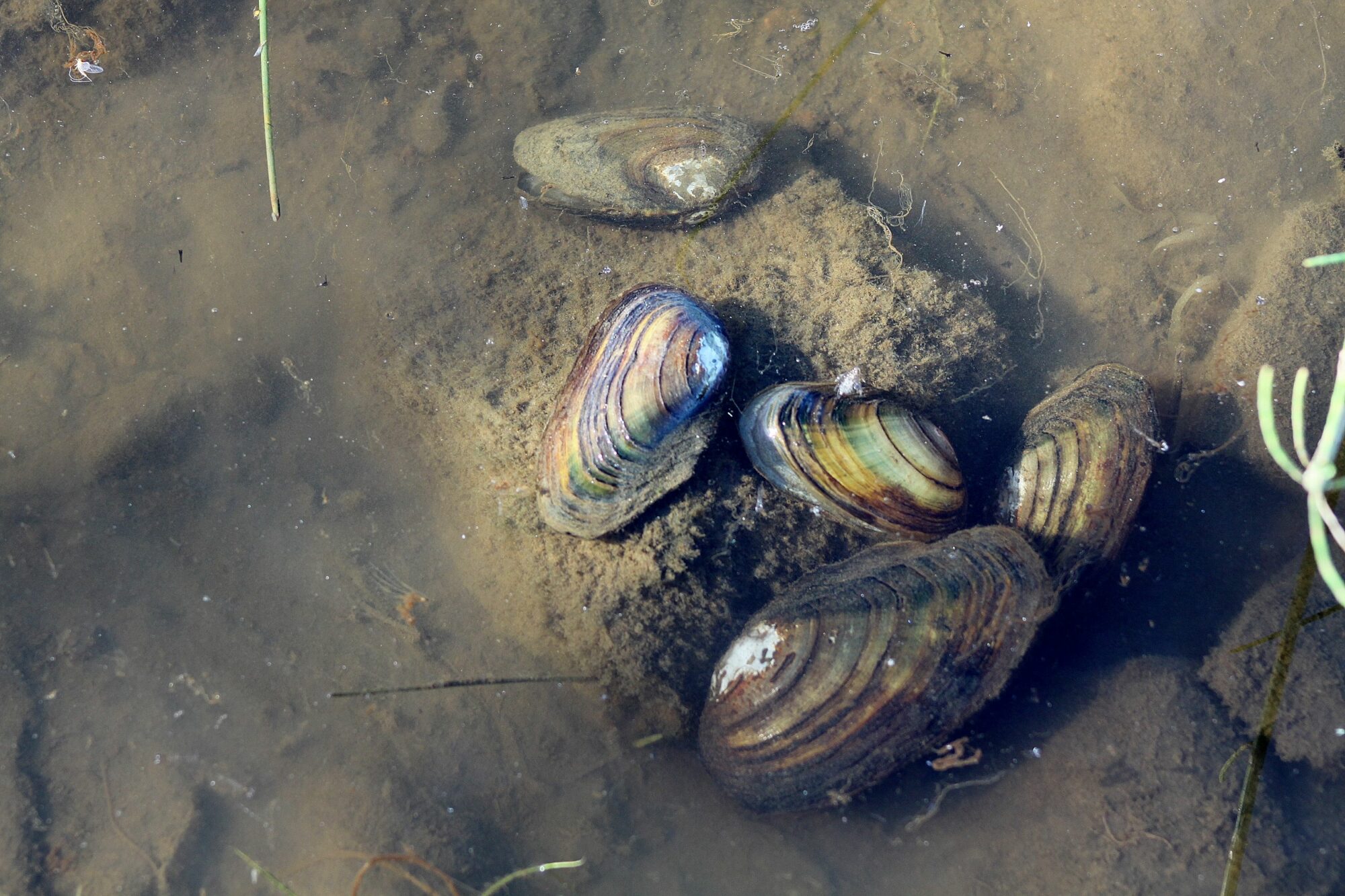 Valokuvaaja: Pirkko Siukonen