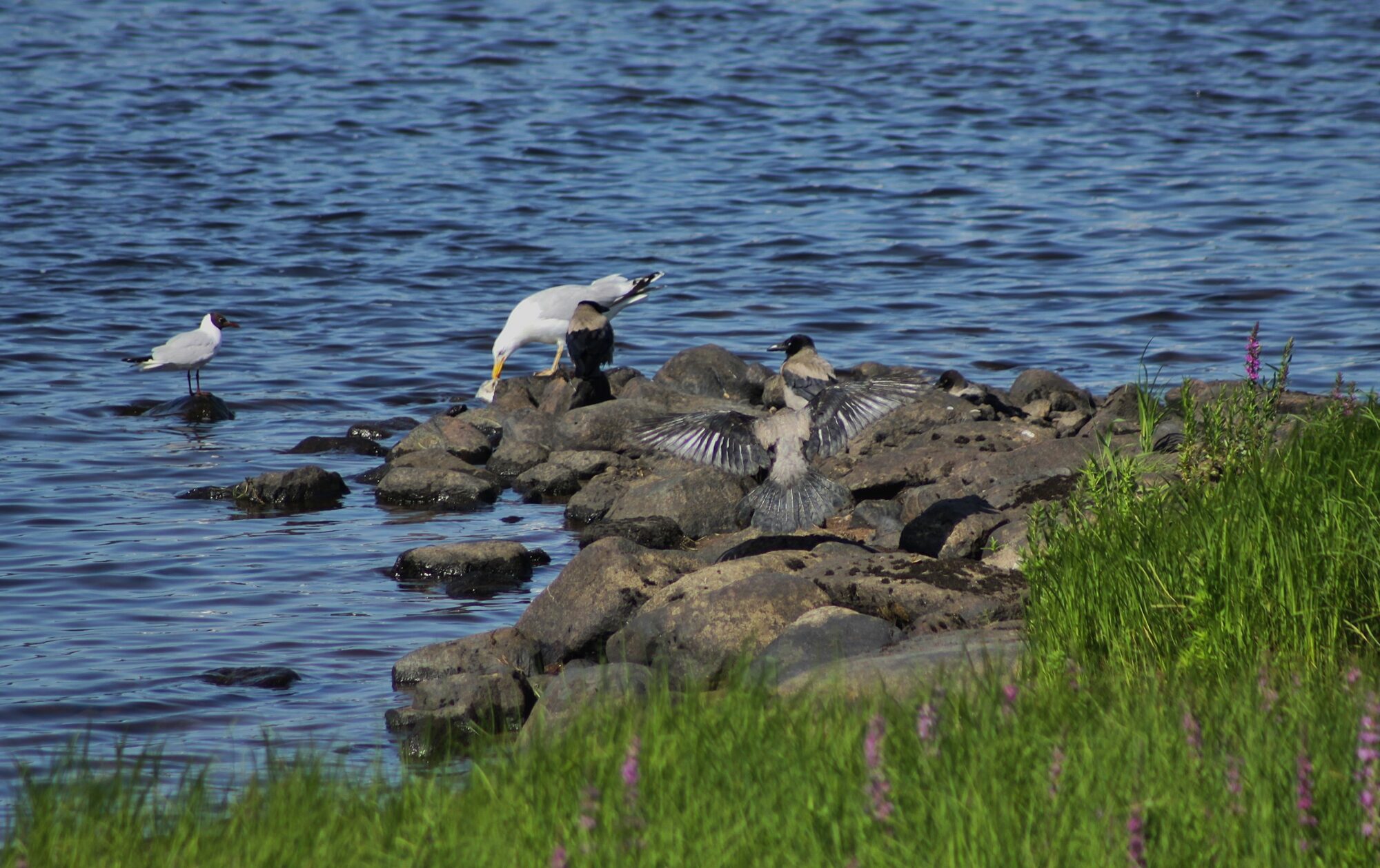 Valokuvaaja: Pirkko Siukonen