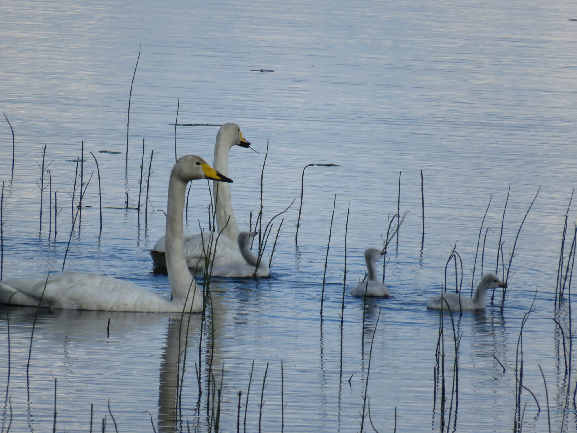 Valokuvaaja: Sirkka Ruotoistenmäki