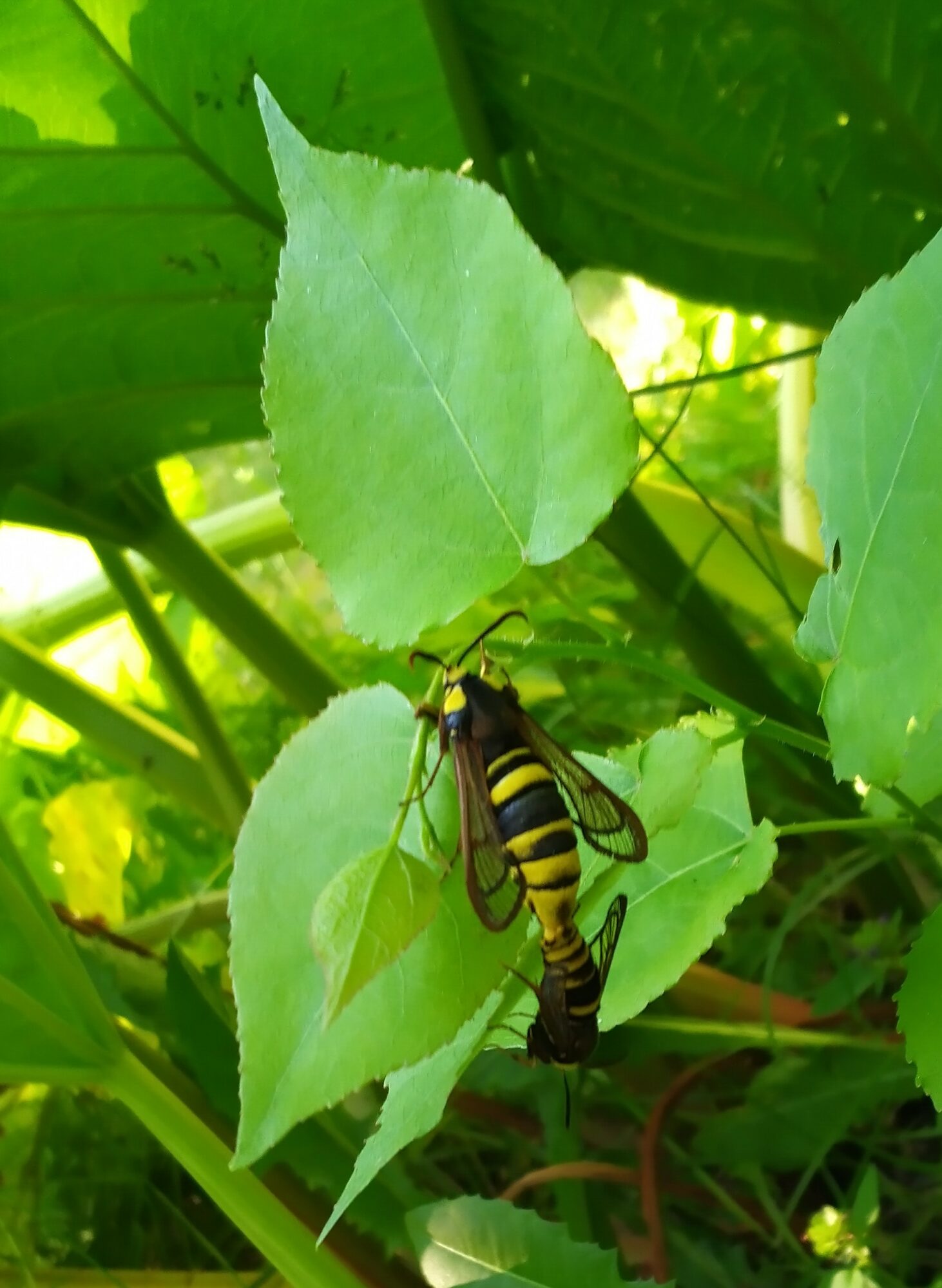Valokuvaaja: Kaarina Löfgren