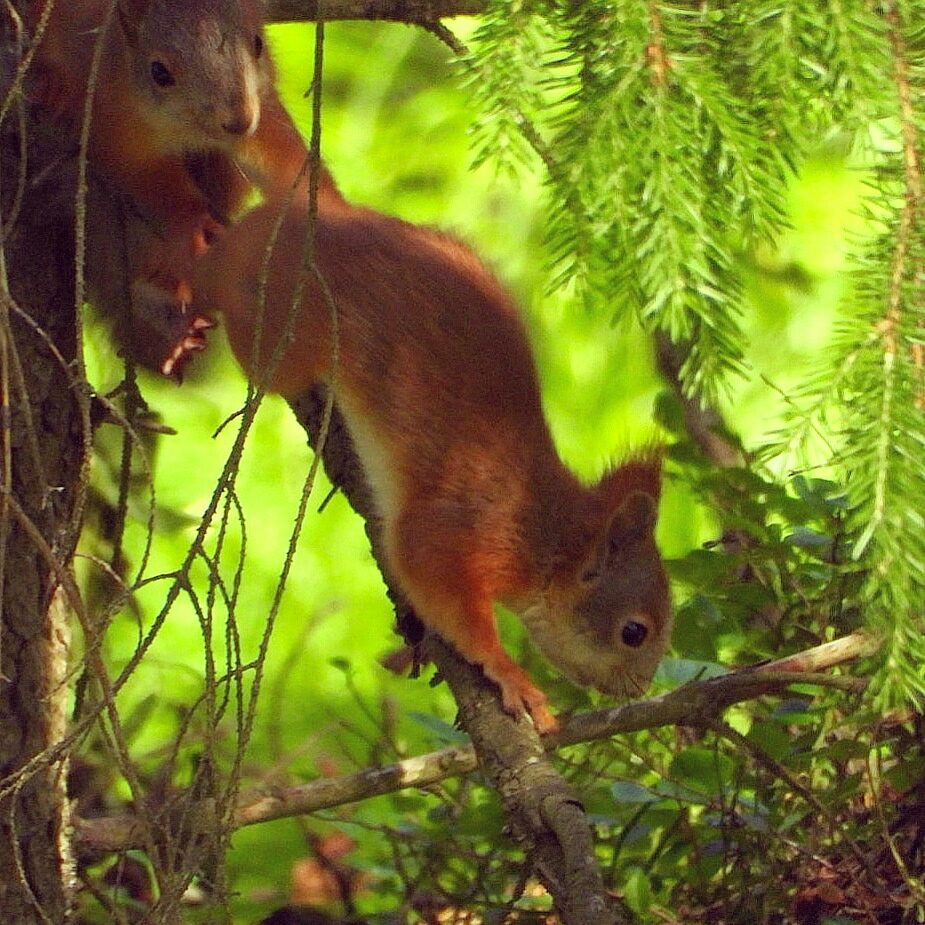 Valokuvaaja: Satu-Sinikka Vuolteenaho