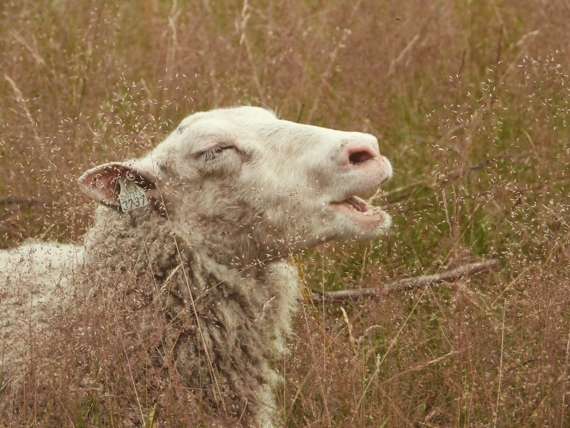 Valokuvaaja: Satu-Sinikka Vuolteenaho