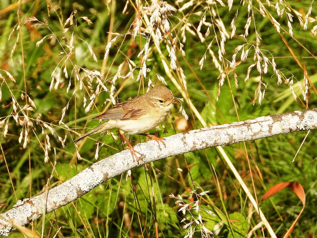 Valokuvaaja: Satu-Sinikka Vuolteenaho
