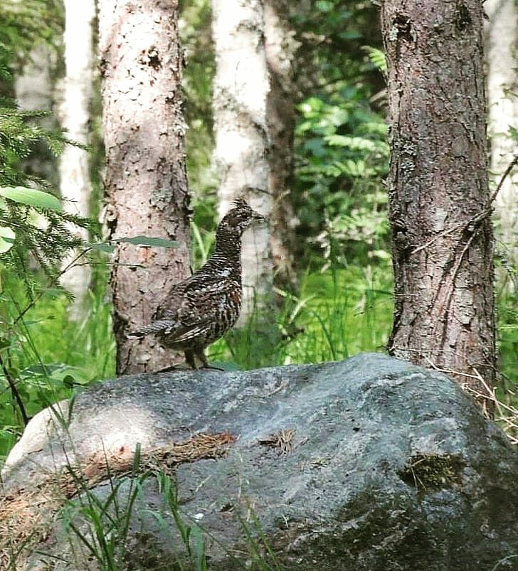 Valokuvaaja: Satu-Sinikka Vuolteenaho