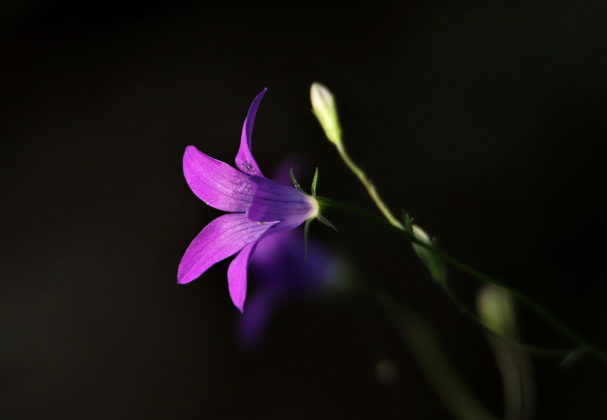 Valokuvaaja: Irja Lehtinen