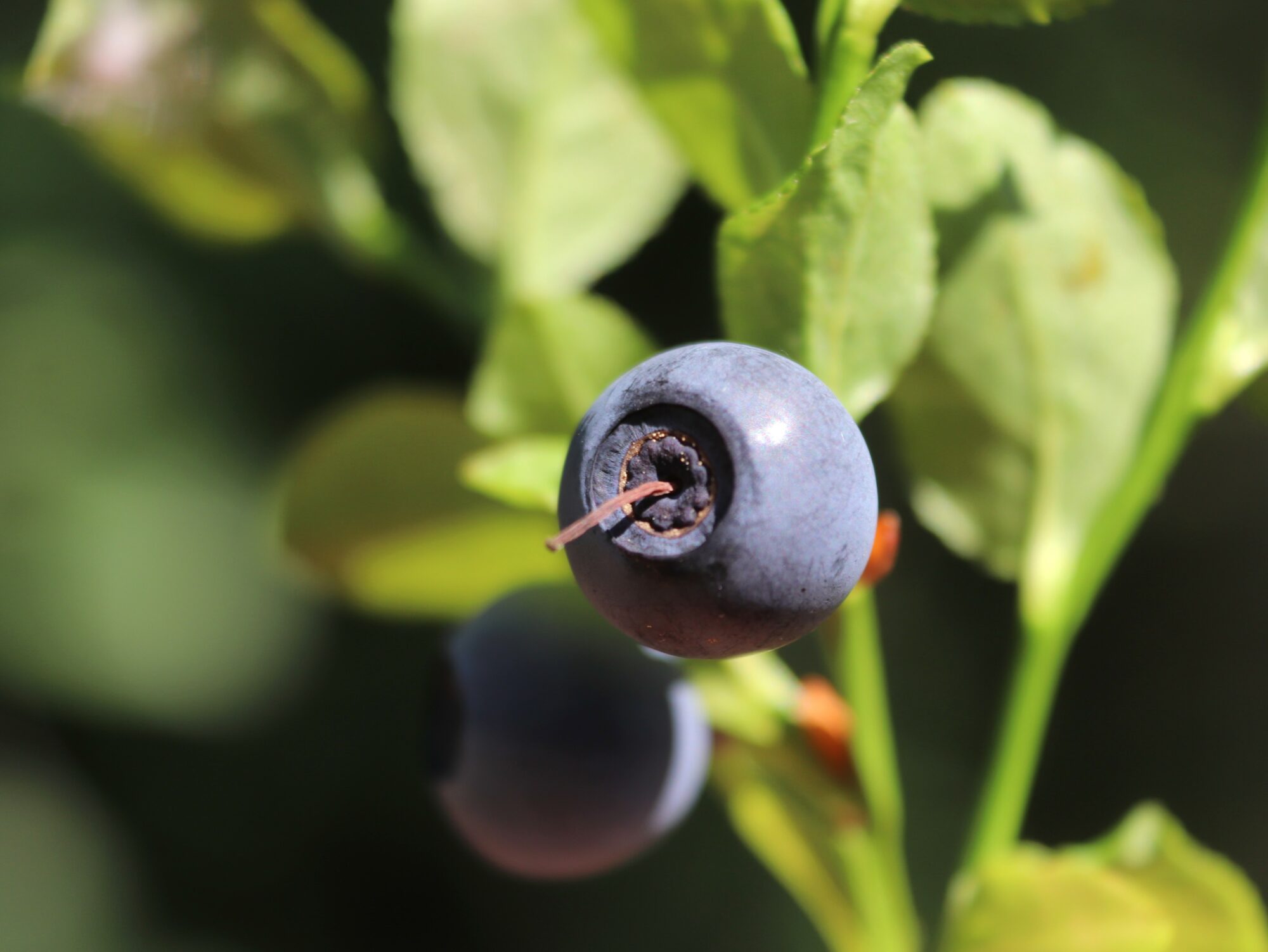 Valokuvaaja: Irja Lehtinen