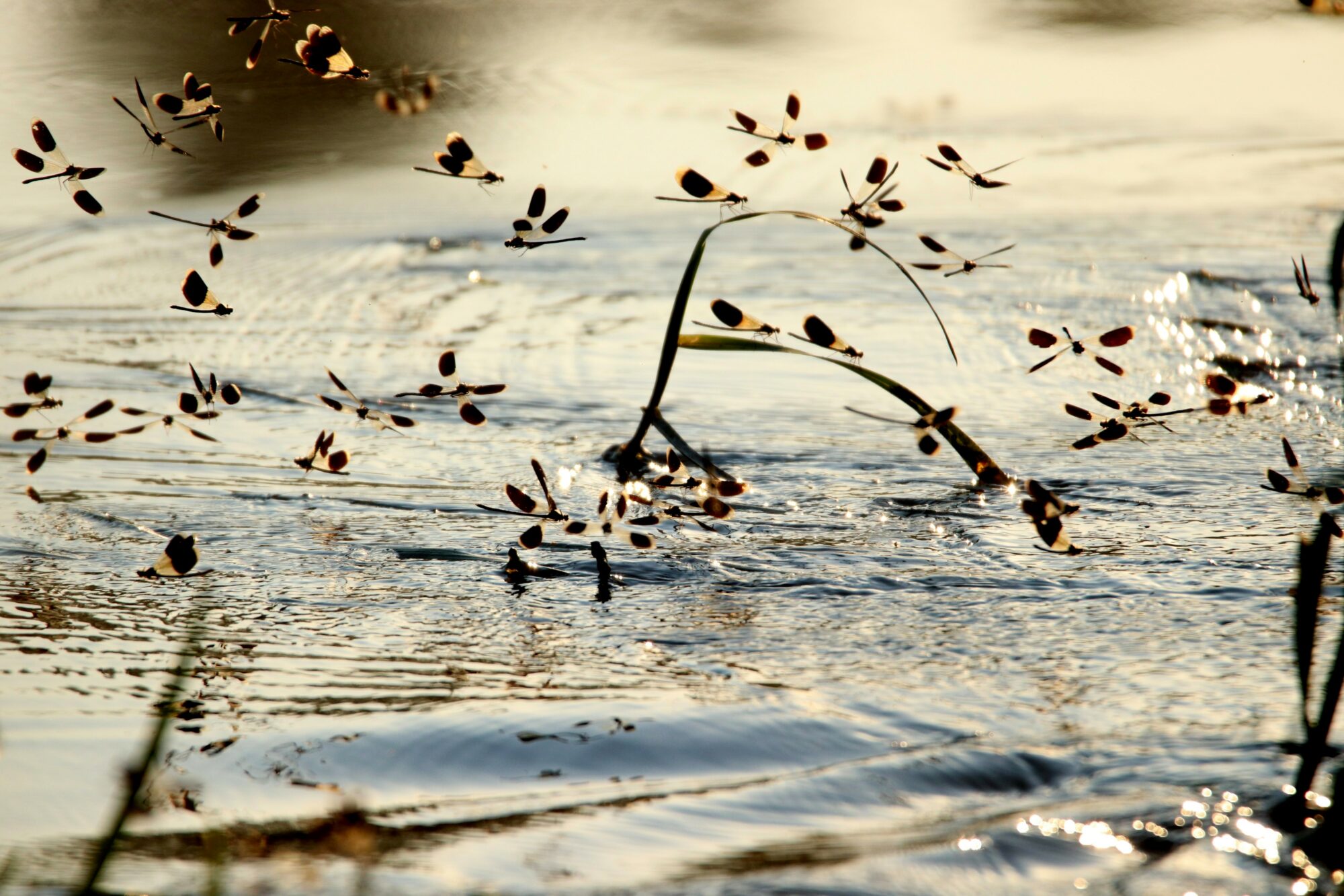 Valokuvaaja: Irja Lehtinen