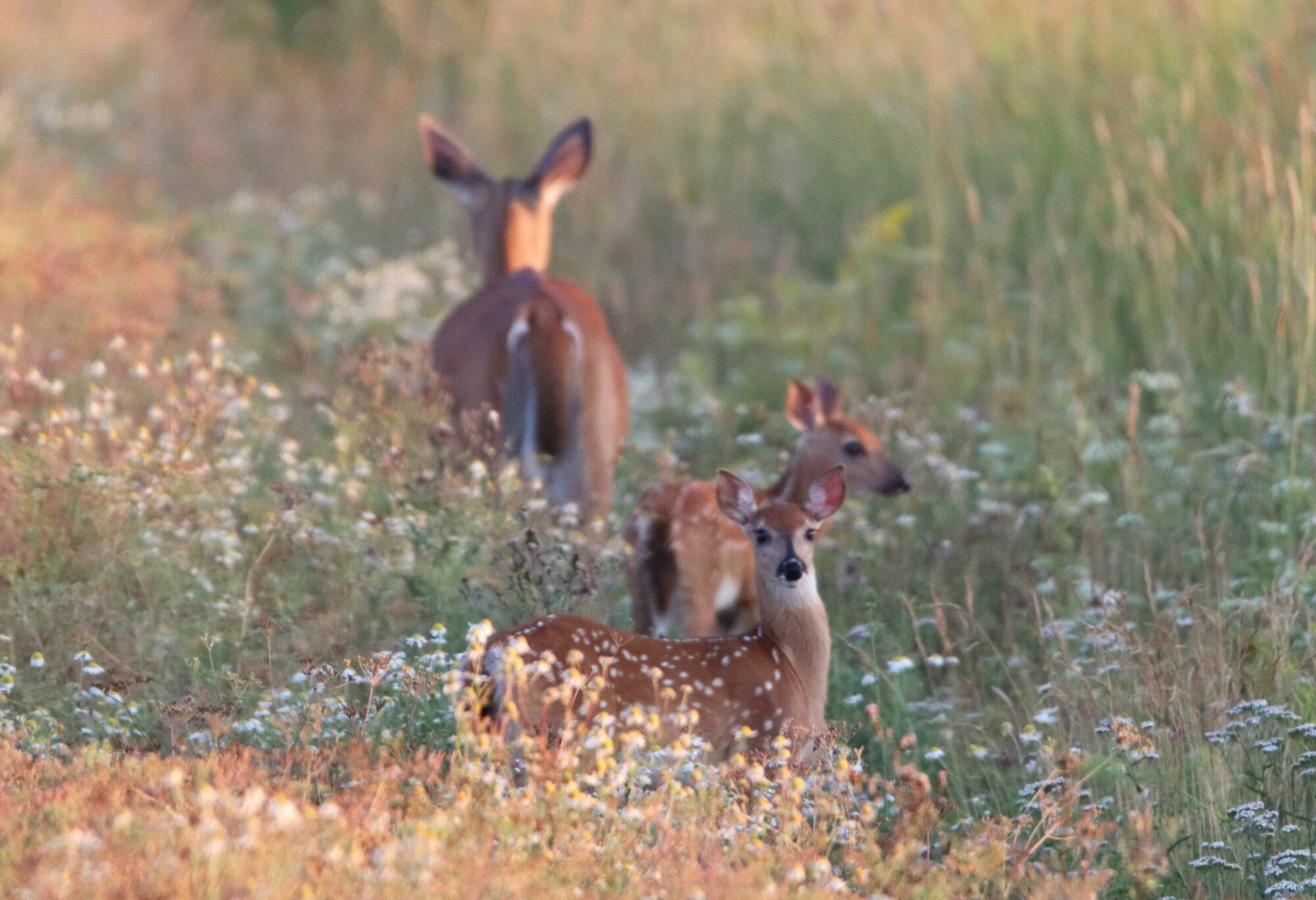 Valokuvaaja: Irja Lehtinen
