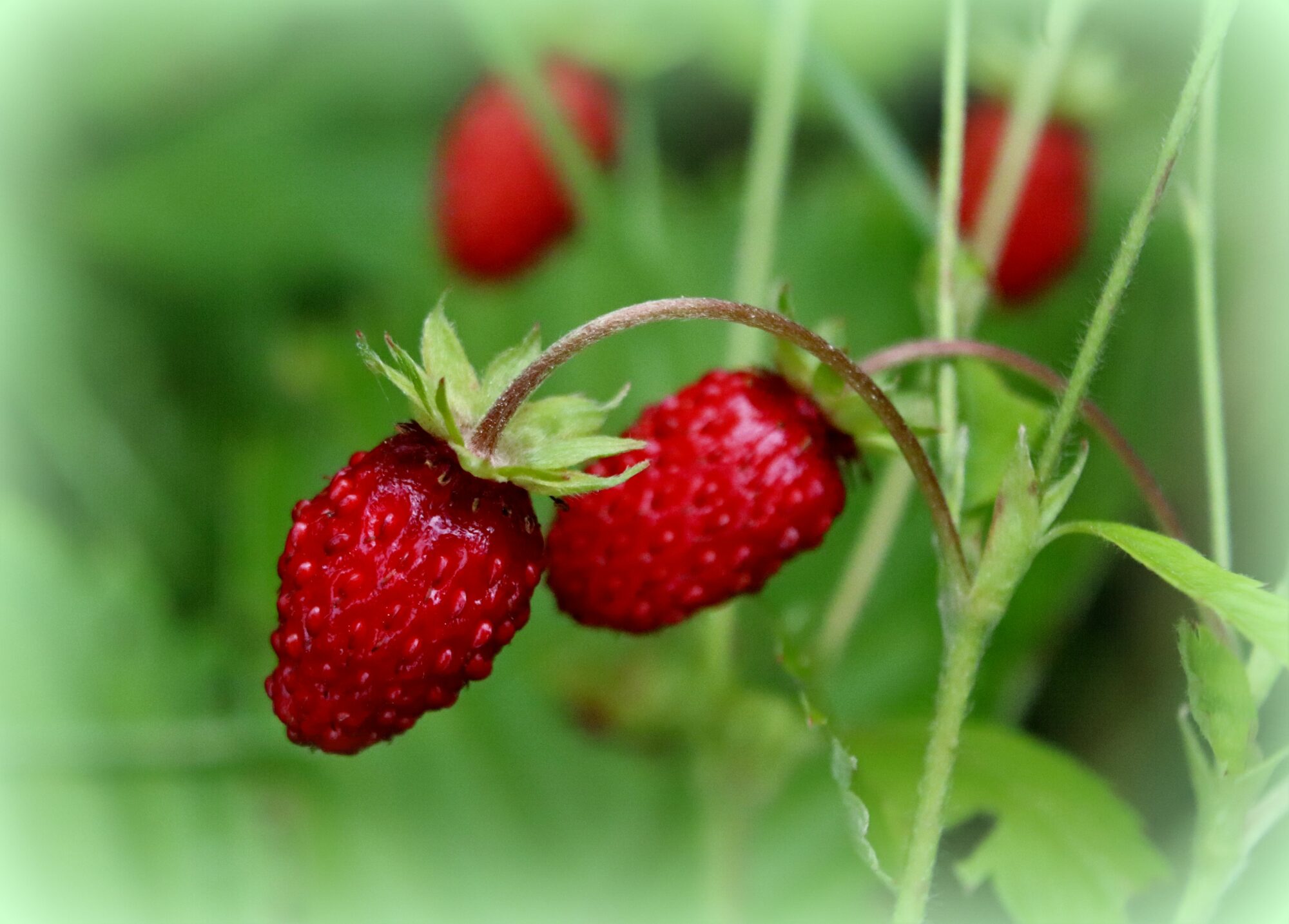 Valokuvaaja: Irja Lehtinen