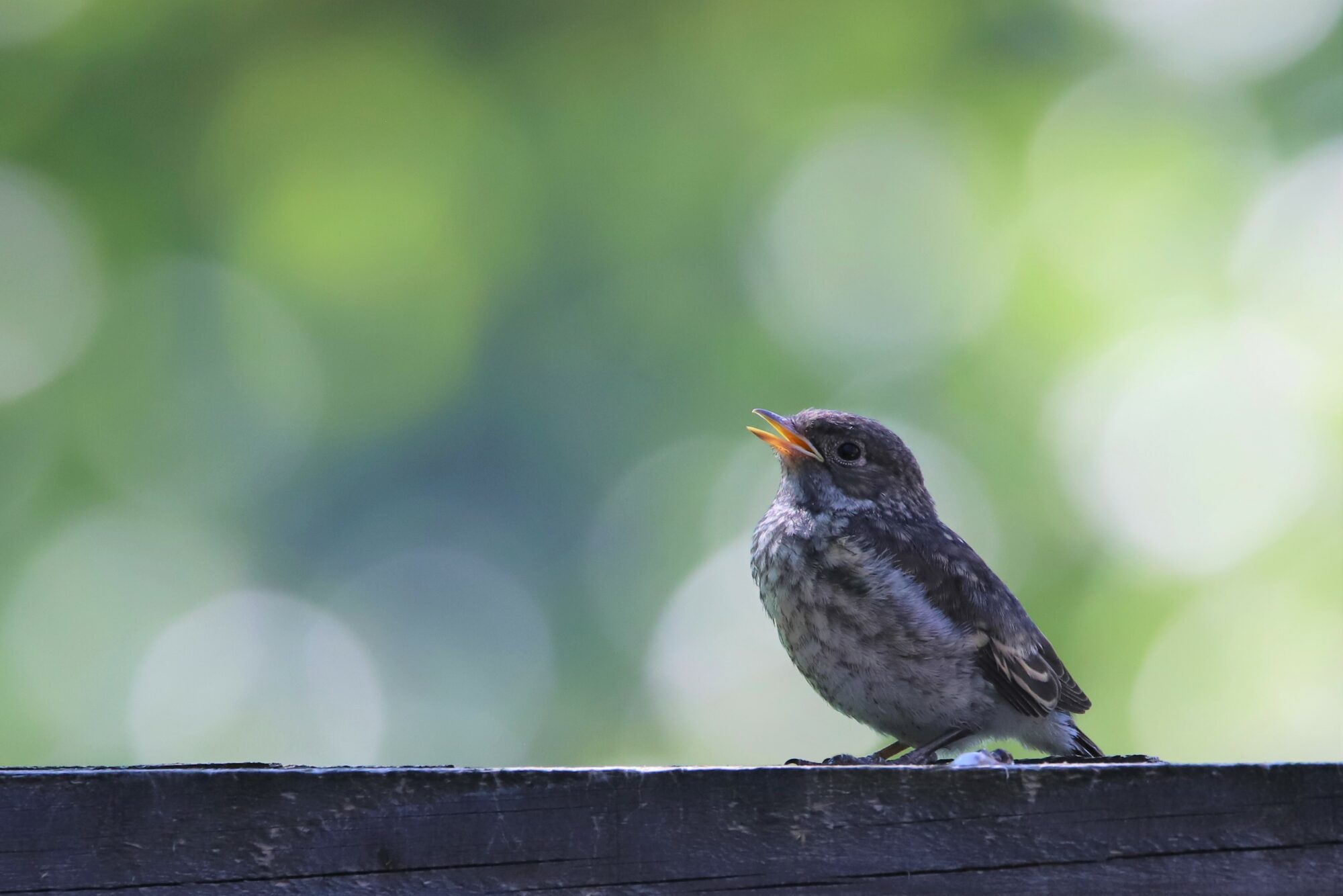 Valokuvaaja: Risto Kulmala Valokuvaaja: Risto Kulmala