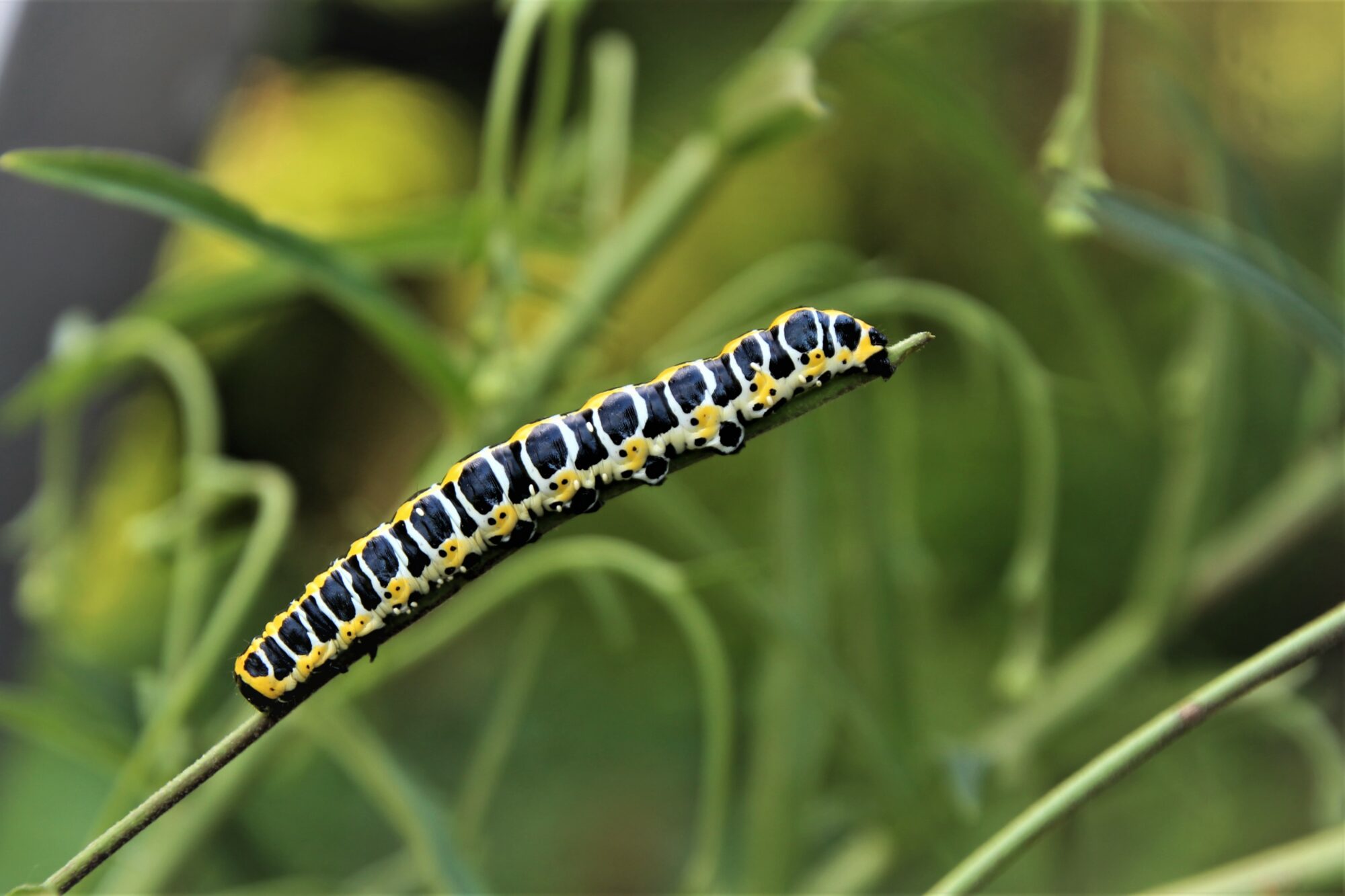 Valokuvaaja: Tiina Laihanen