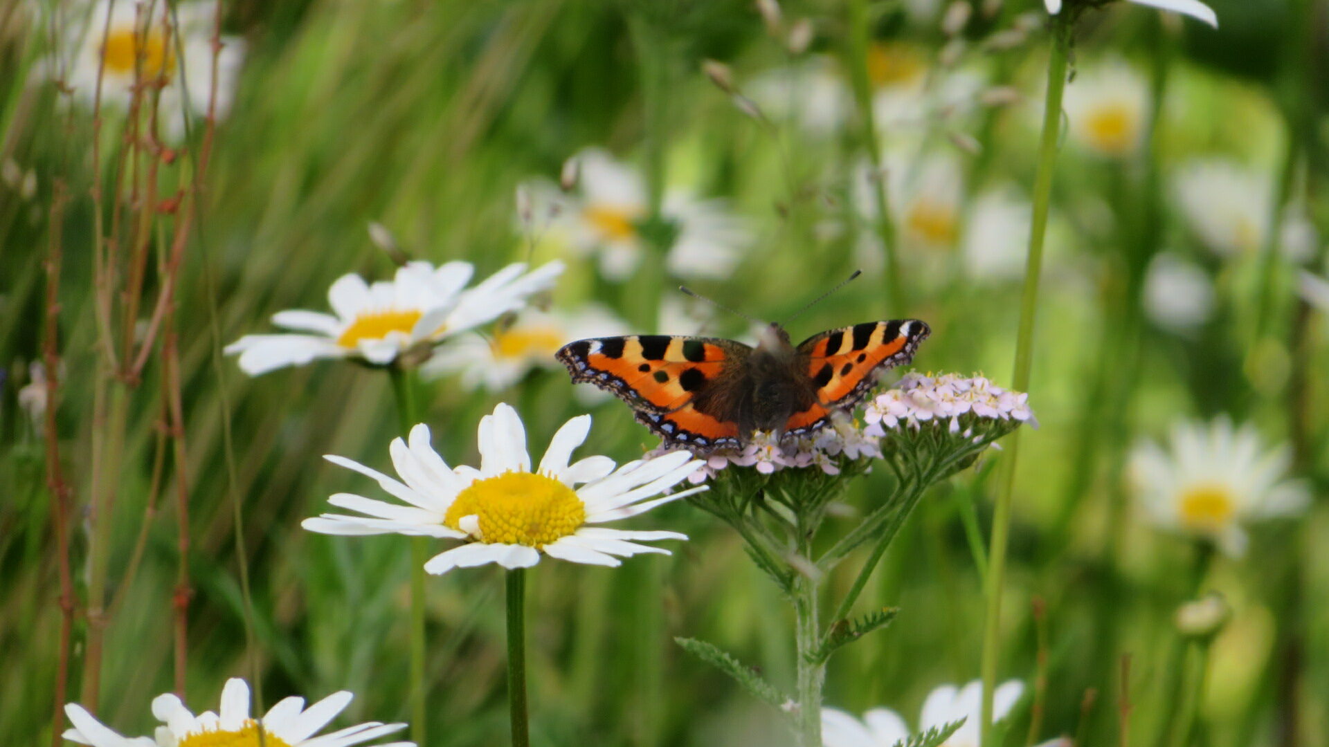 Valokuvaaja: Risto Kangassalo Valokuvaaja: Risto Kangassalo
